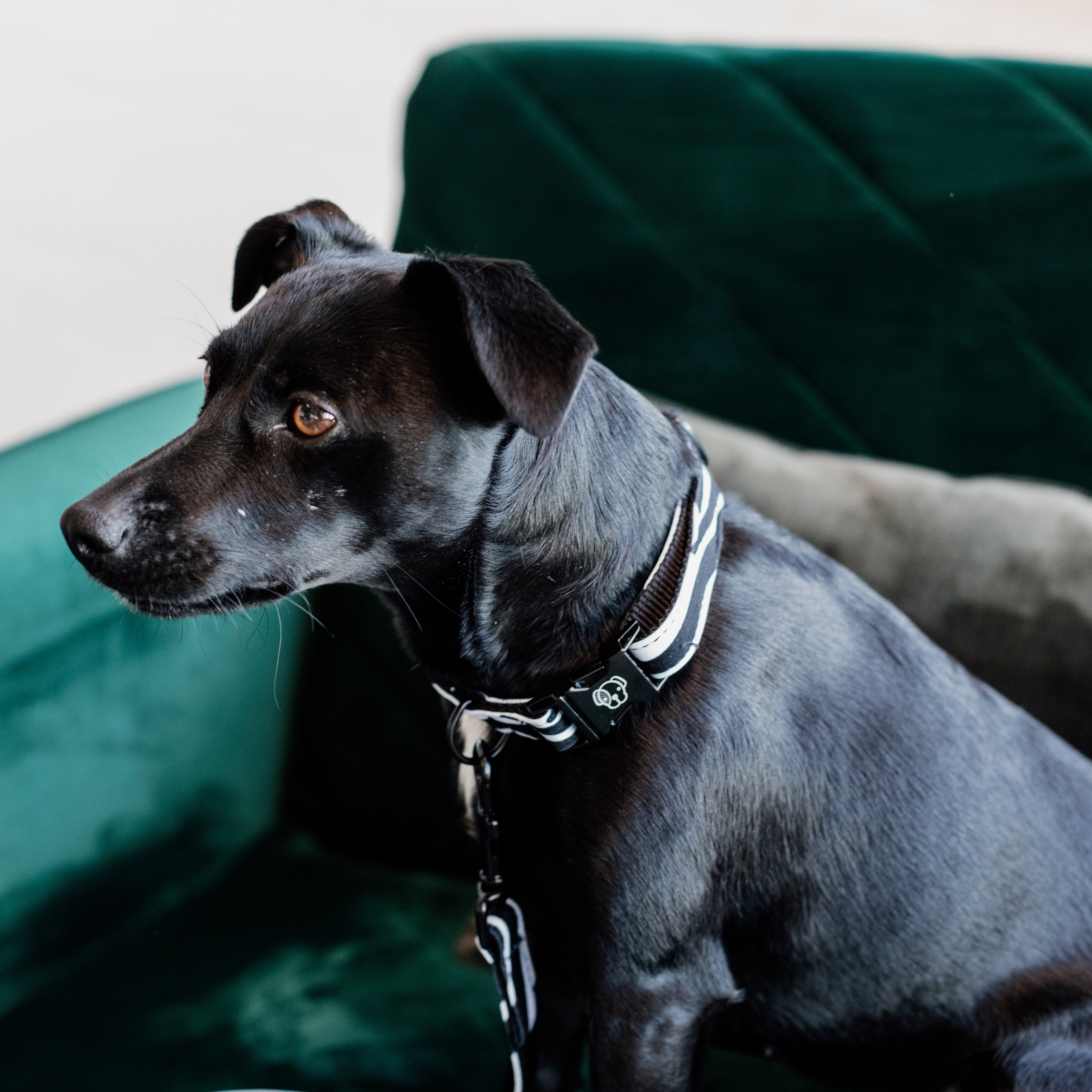 Hunde Halsband