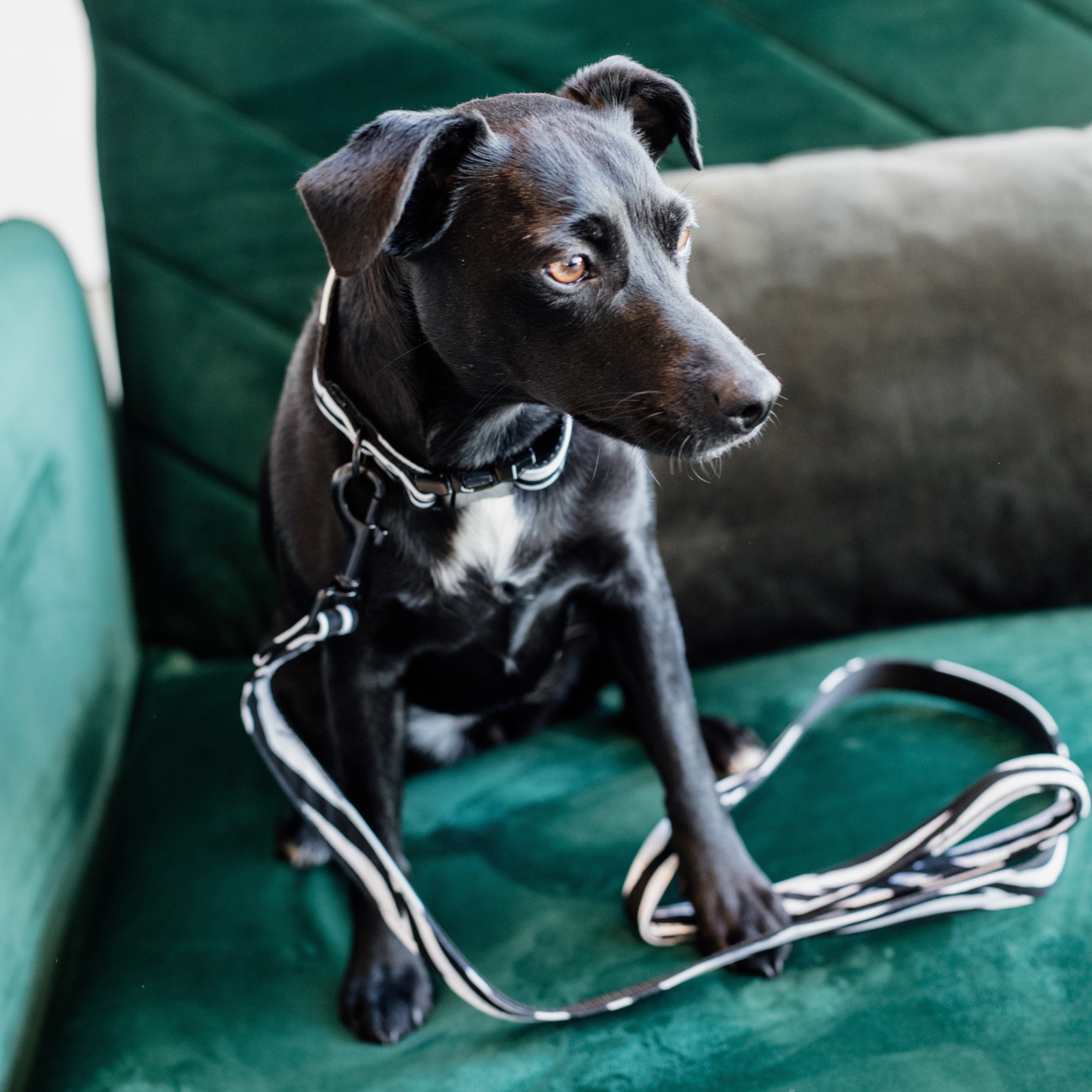 Hunde Halsband