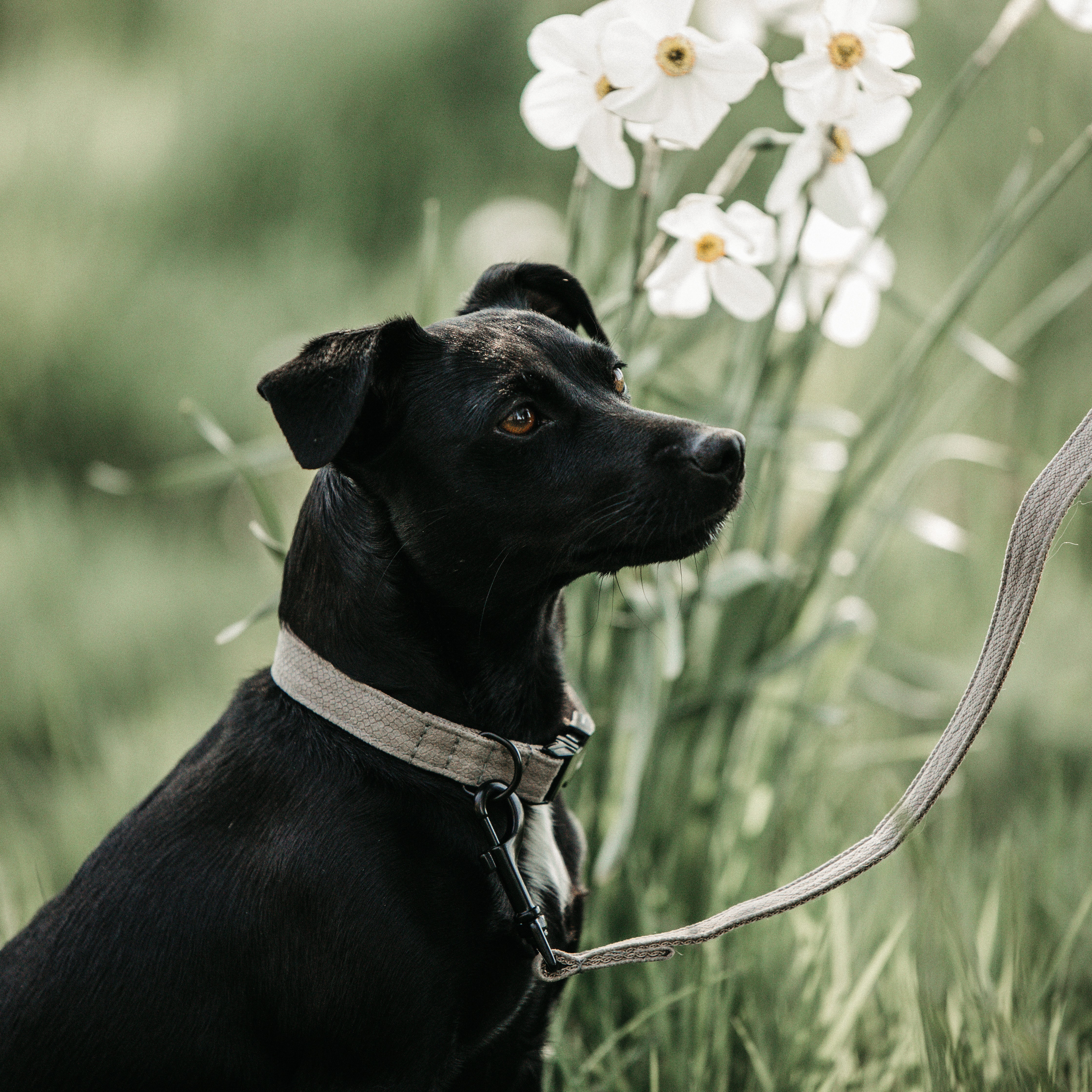 Hunde Halsband