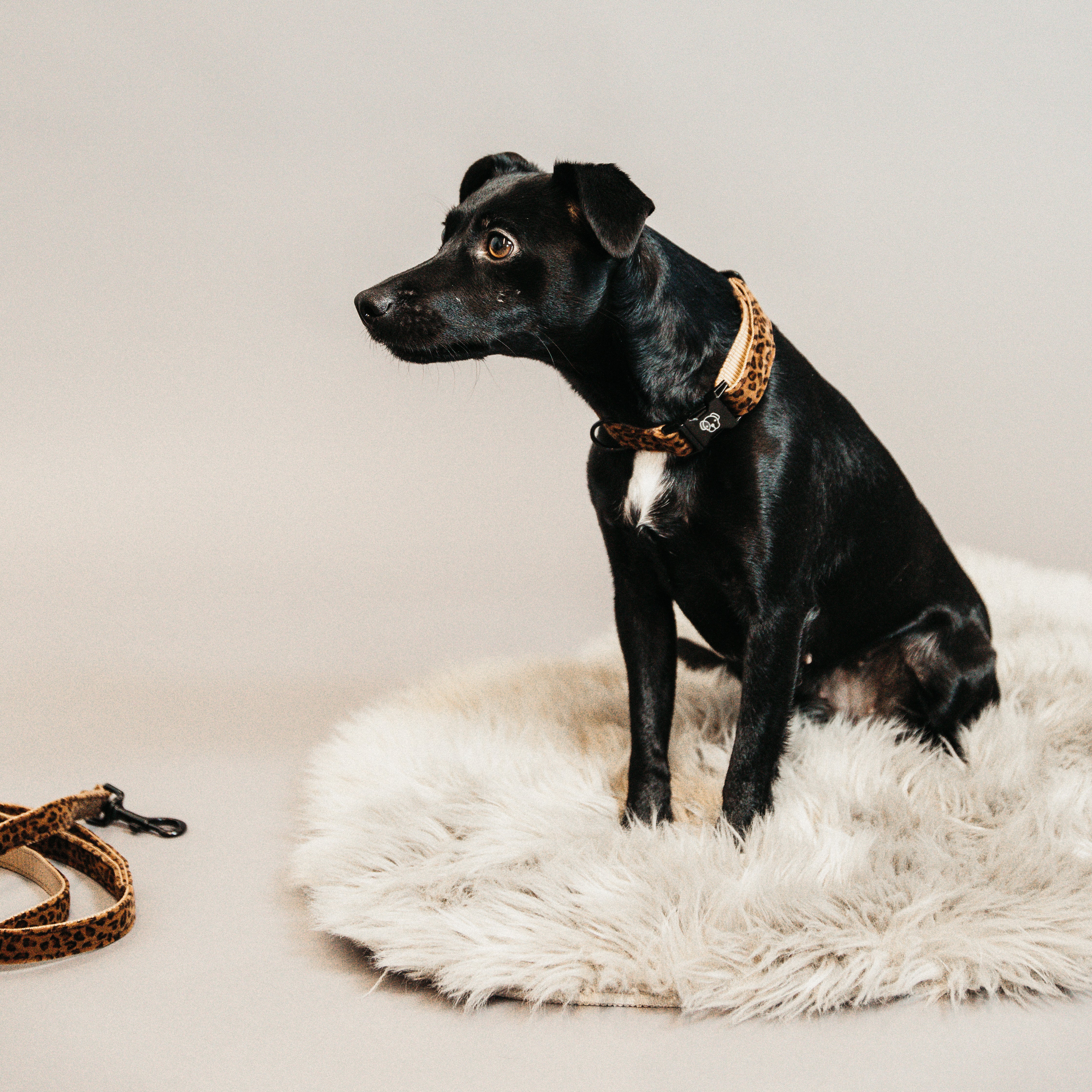 Hunde Halsband