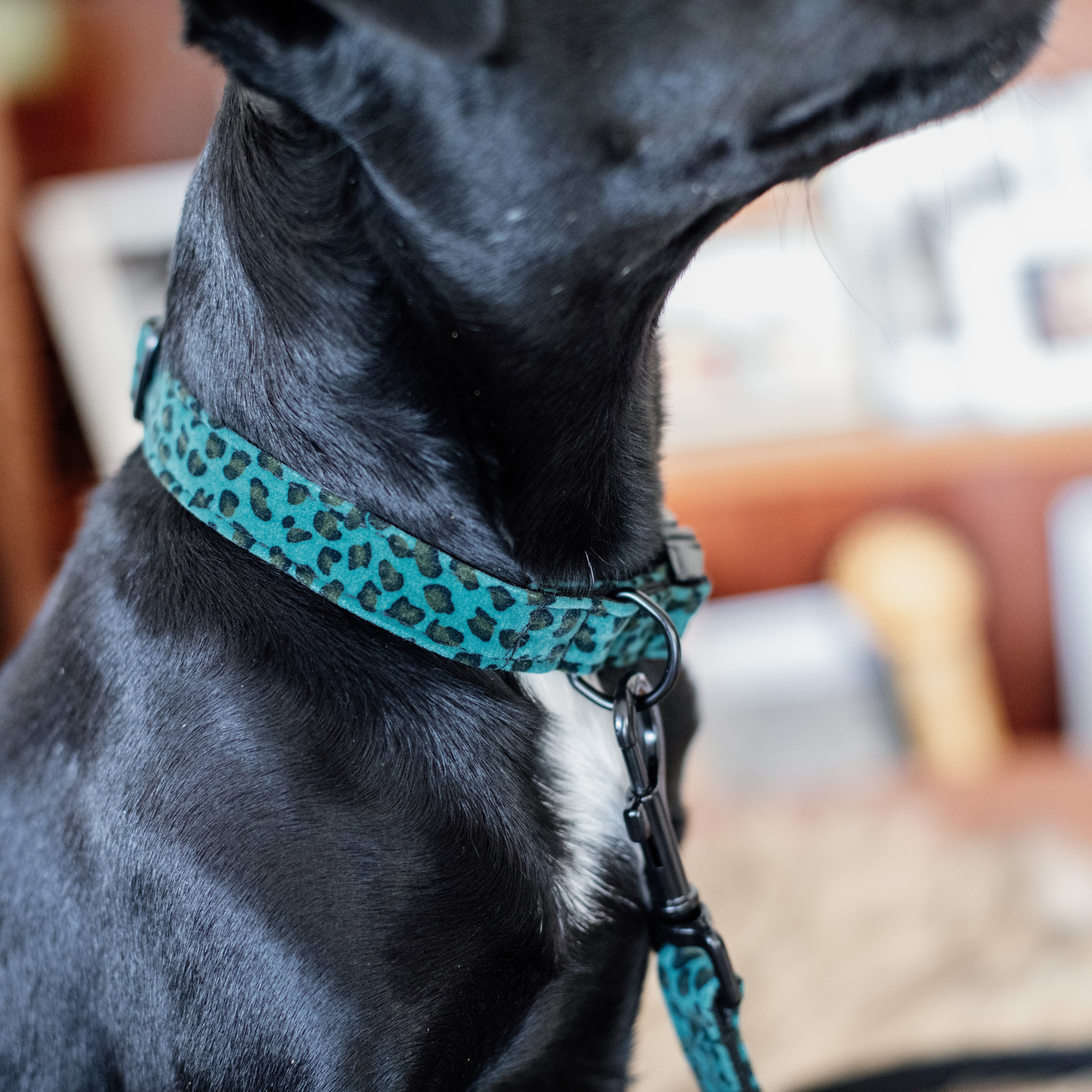 Hunde Halsband