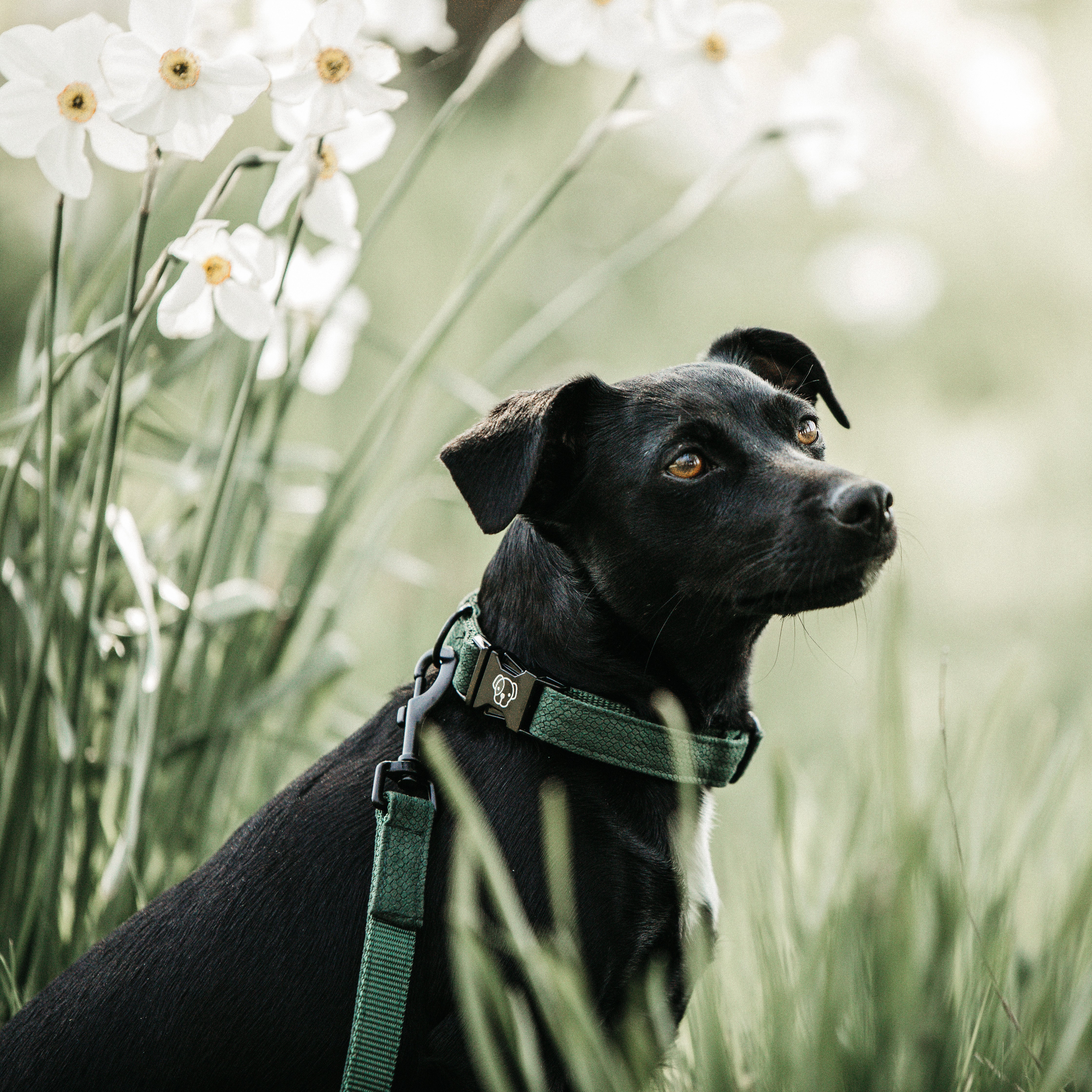 Hunde Halsband