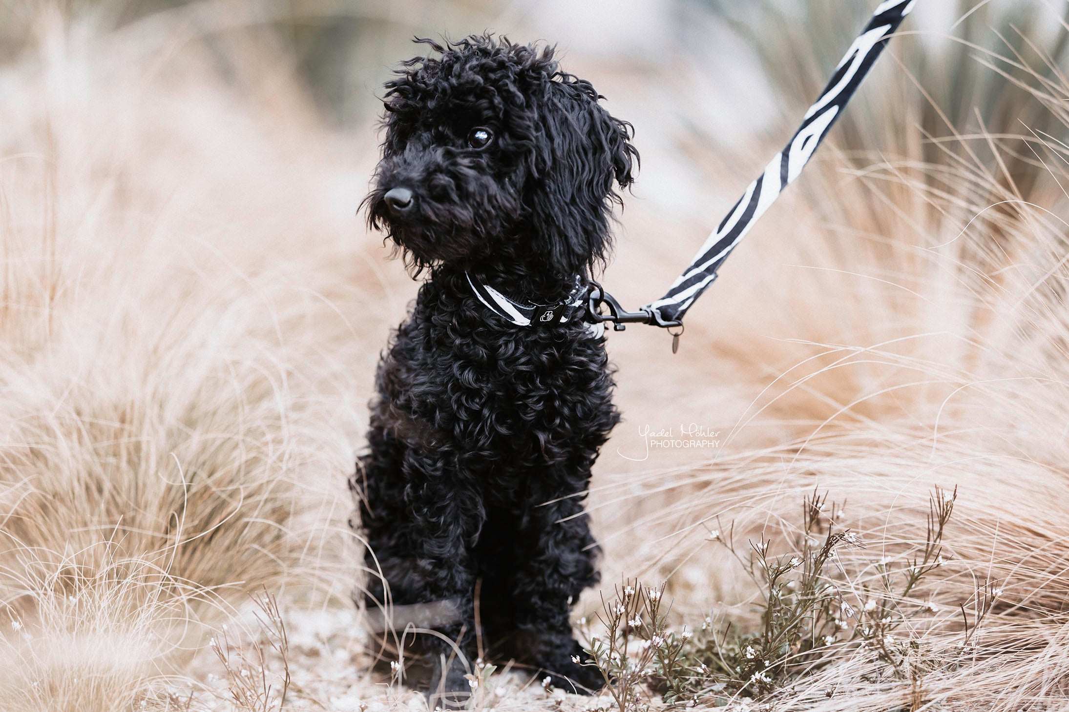 Hunde Leine