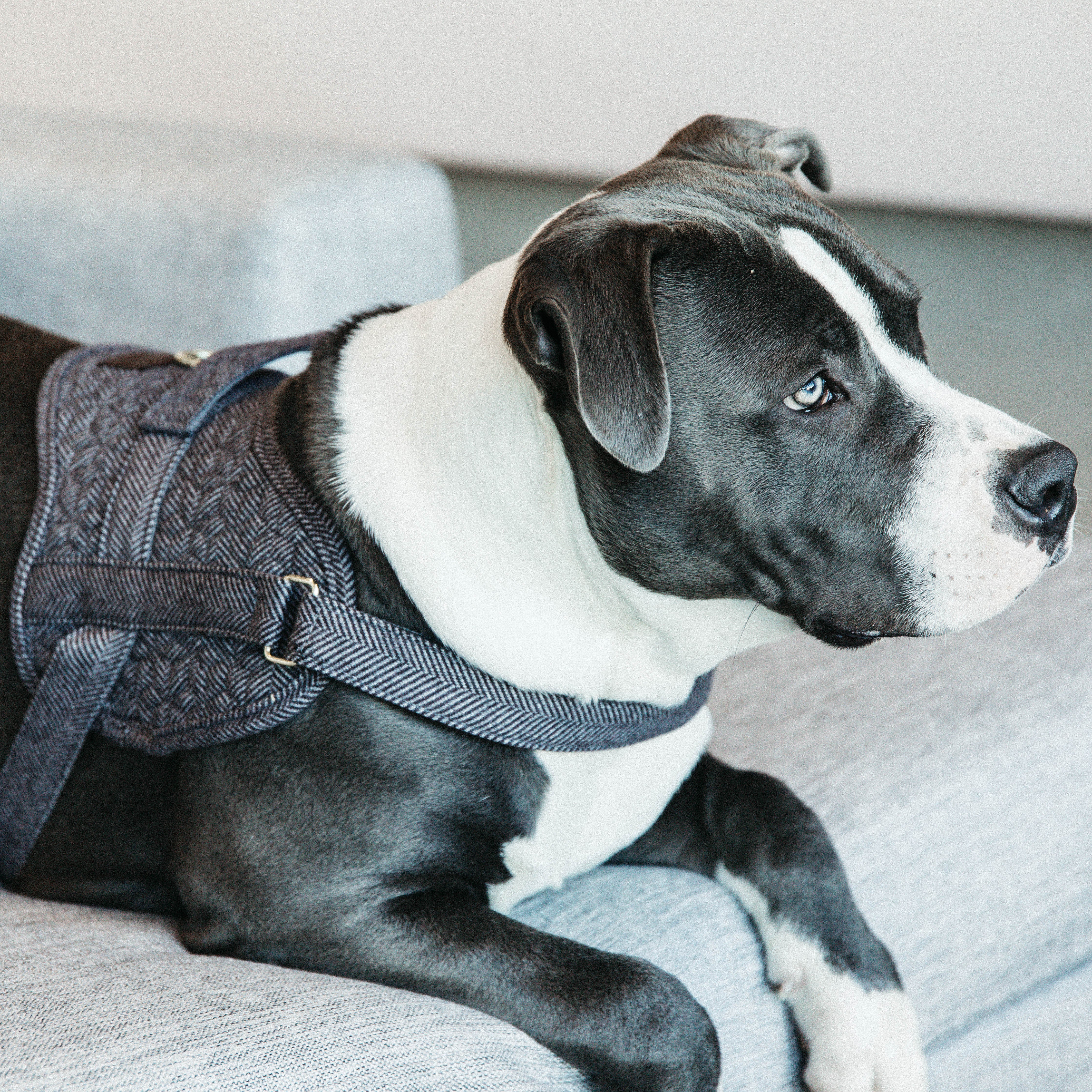 Hundegeschirr Body Safe Wolle 49