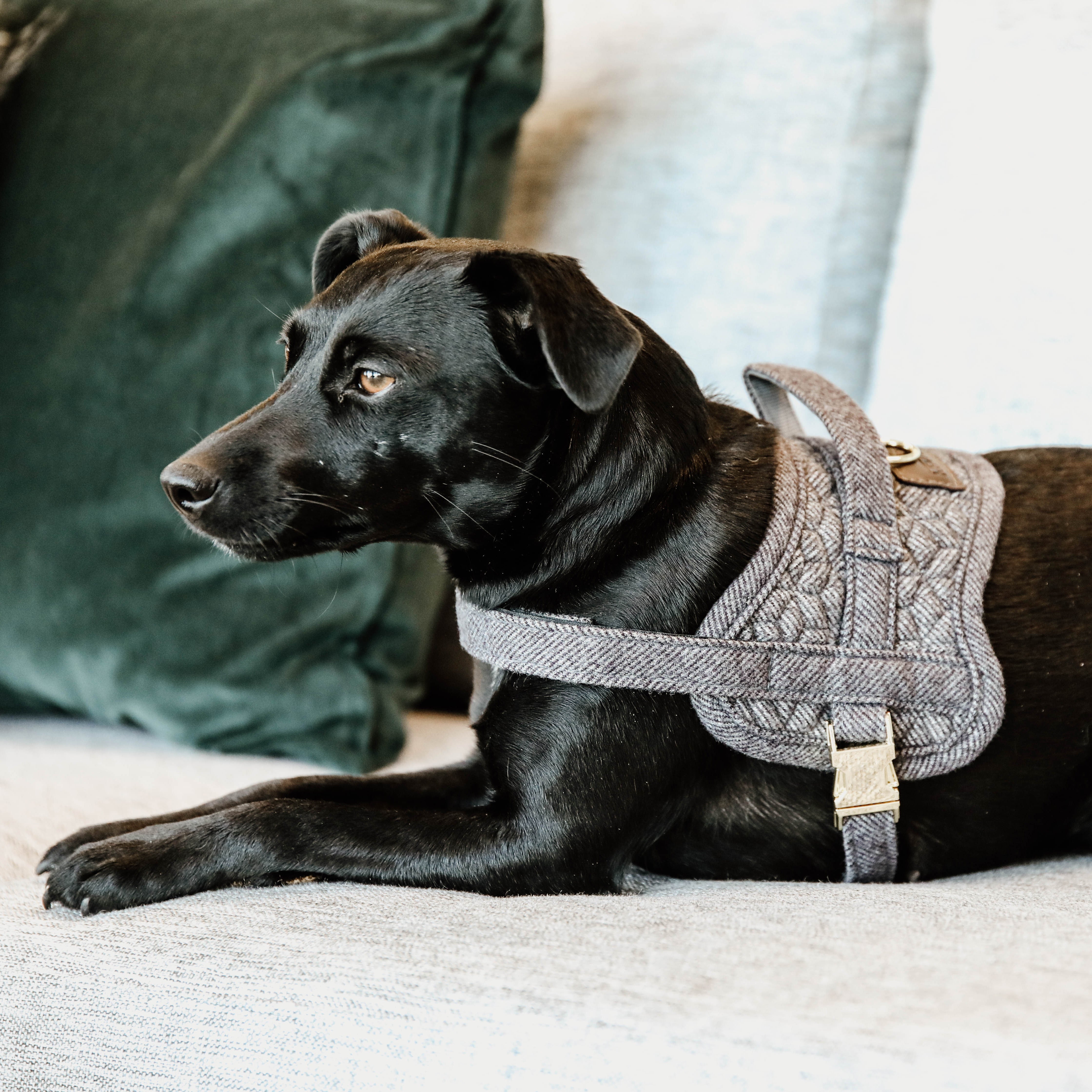 Hundegeschirr Body Safe Wolle 82