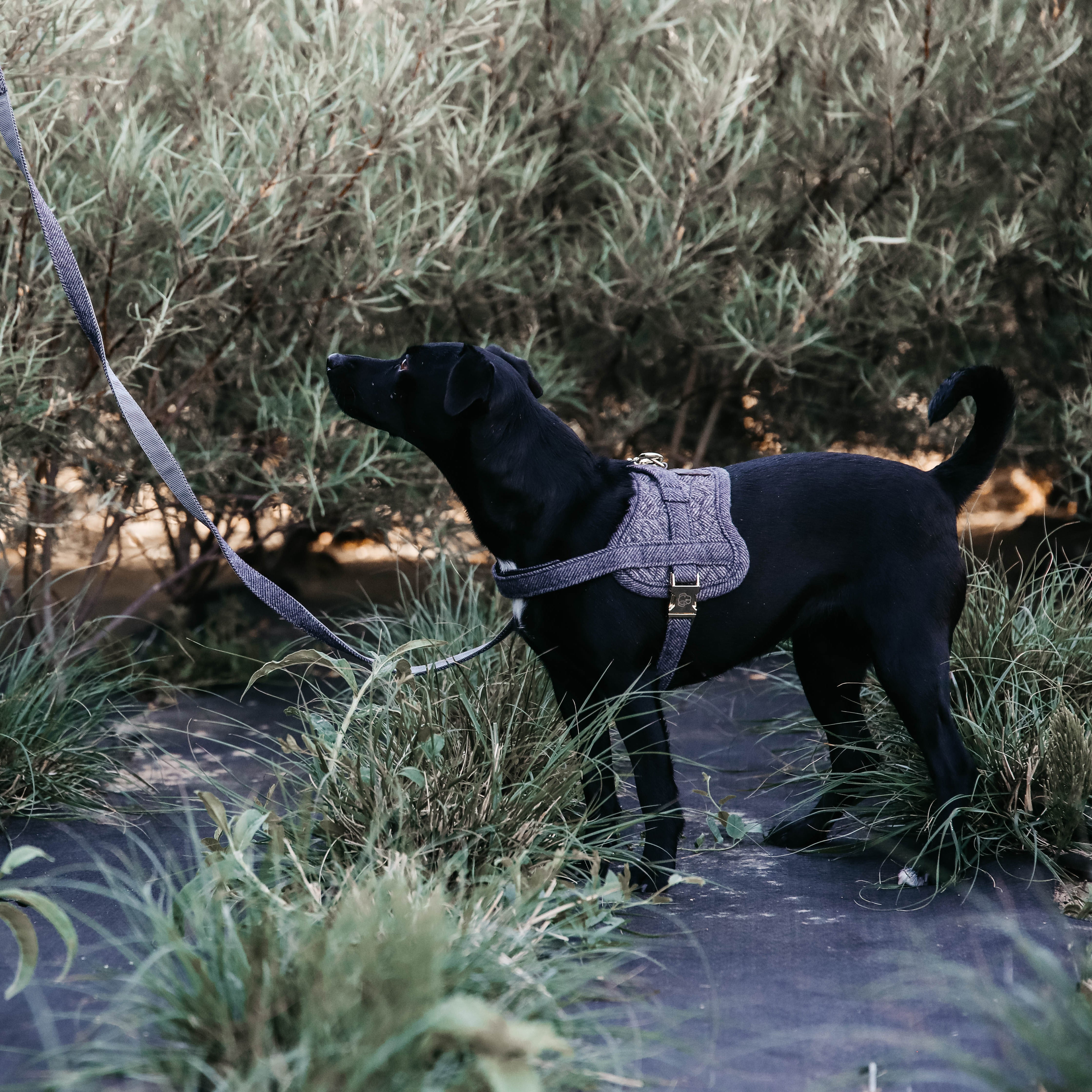 Hundegeschirr Body Safe Wolle 71