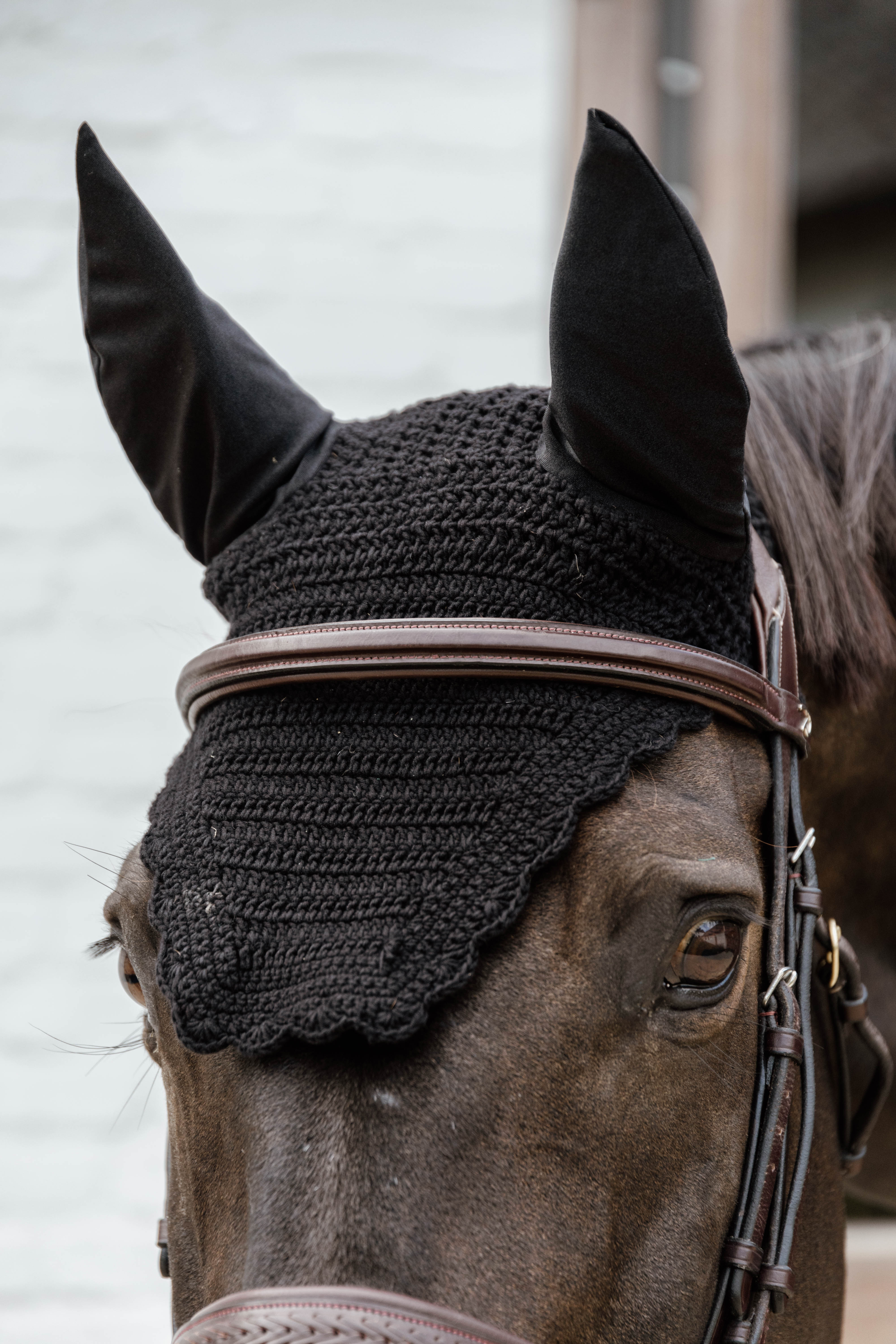 Fliegenhaube Wellington Welle