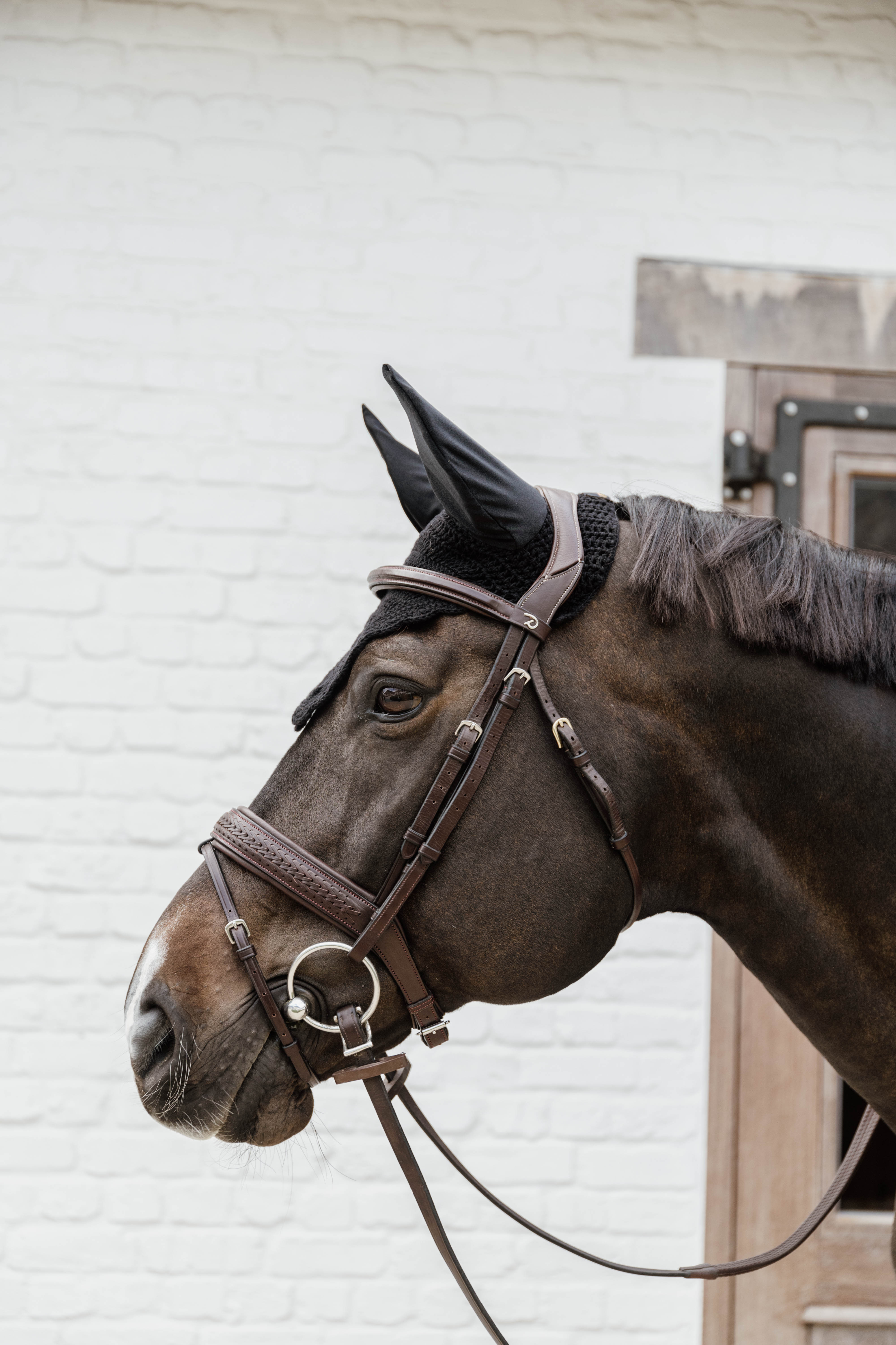 Fliegenhaube Wellington Welle