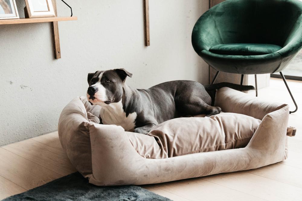 Hundebett Velvet - Kentucky Dogwear