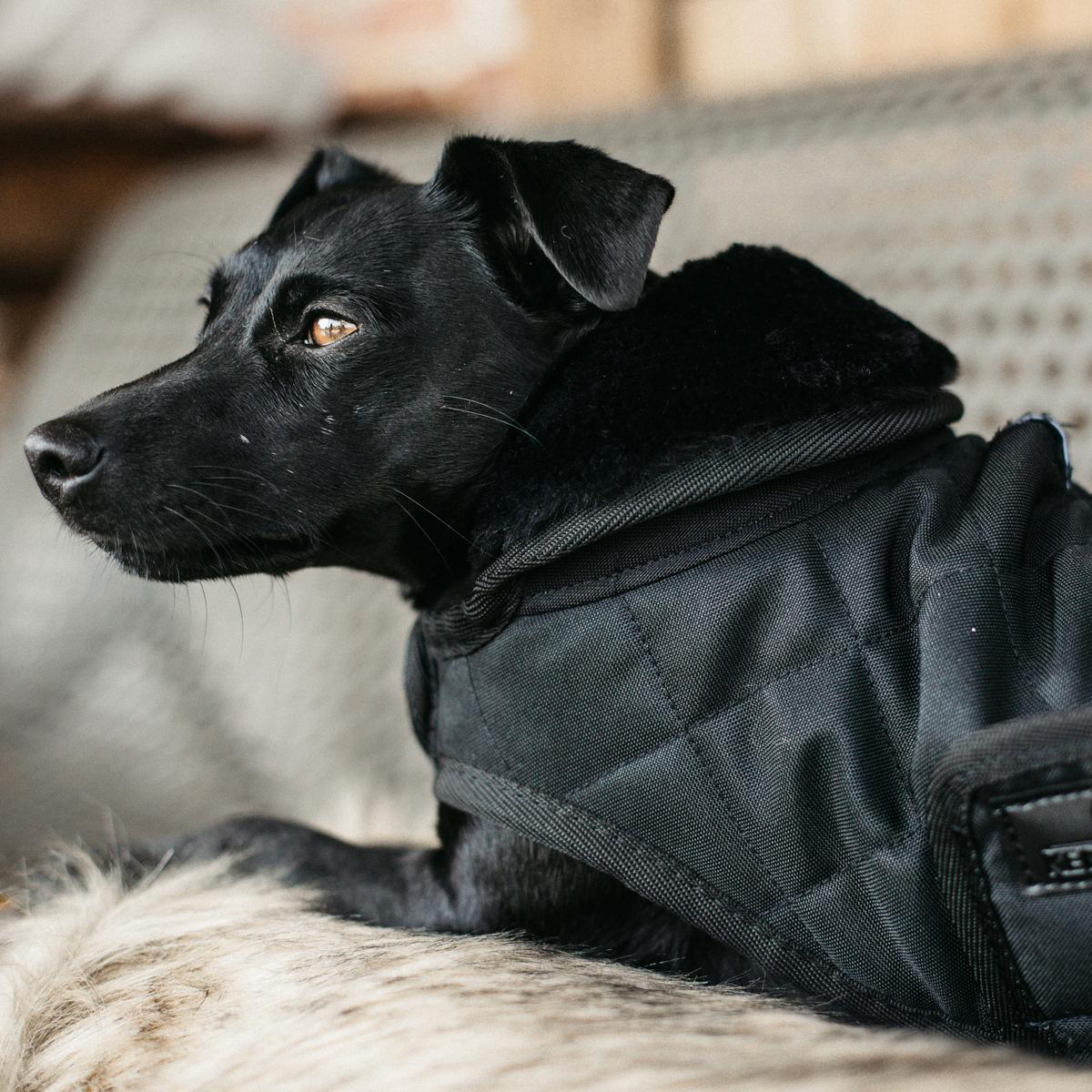 Hundemantel Original