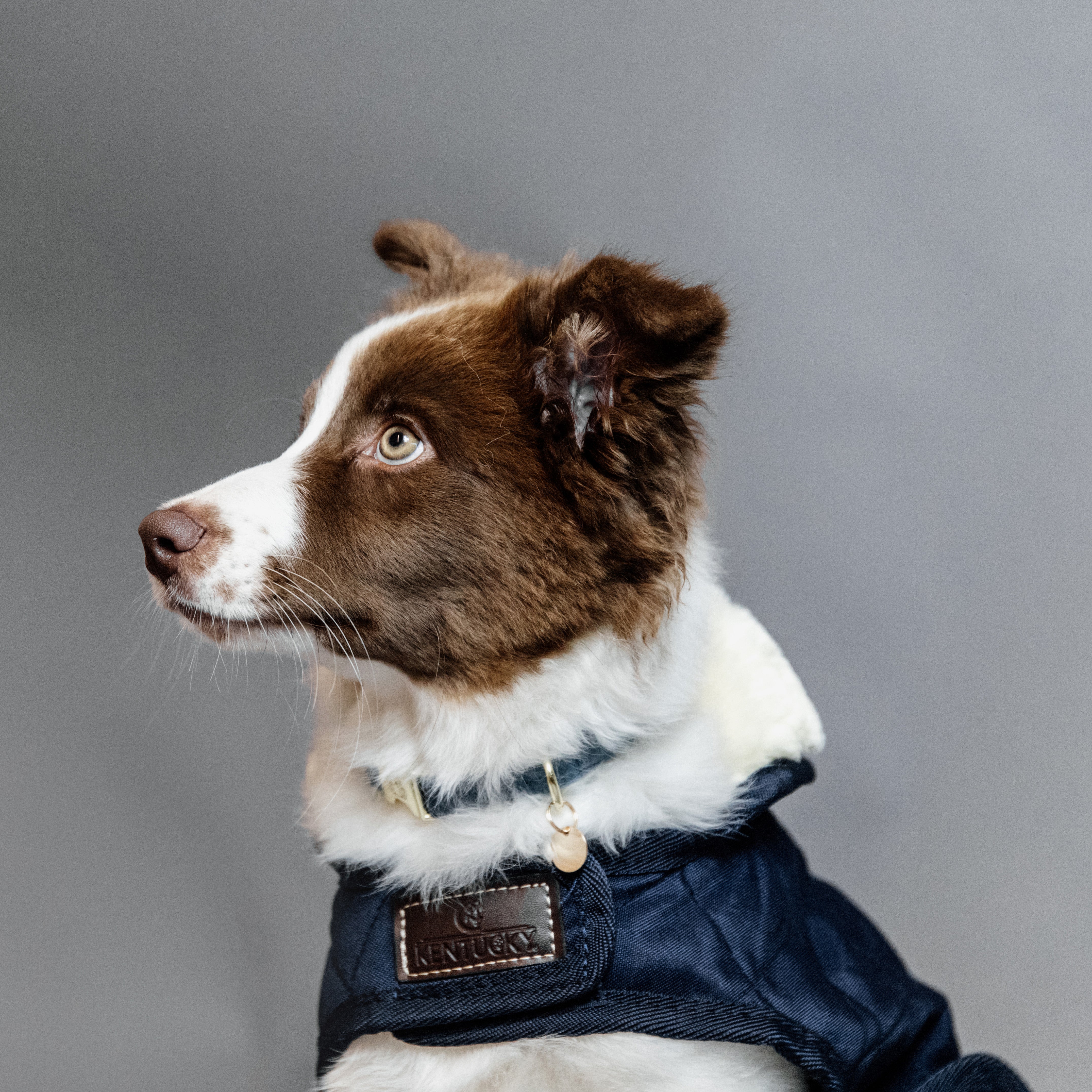 Hundemantel Original