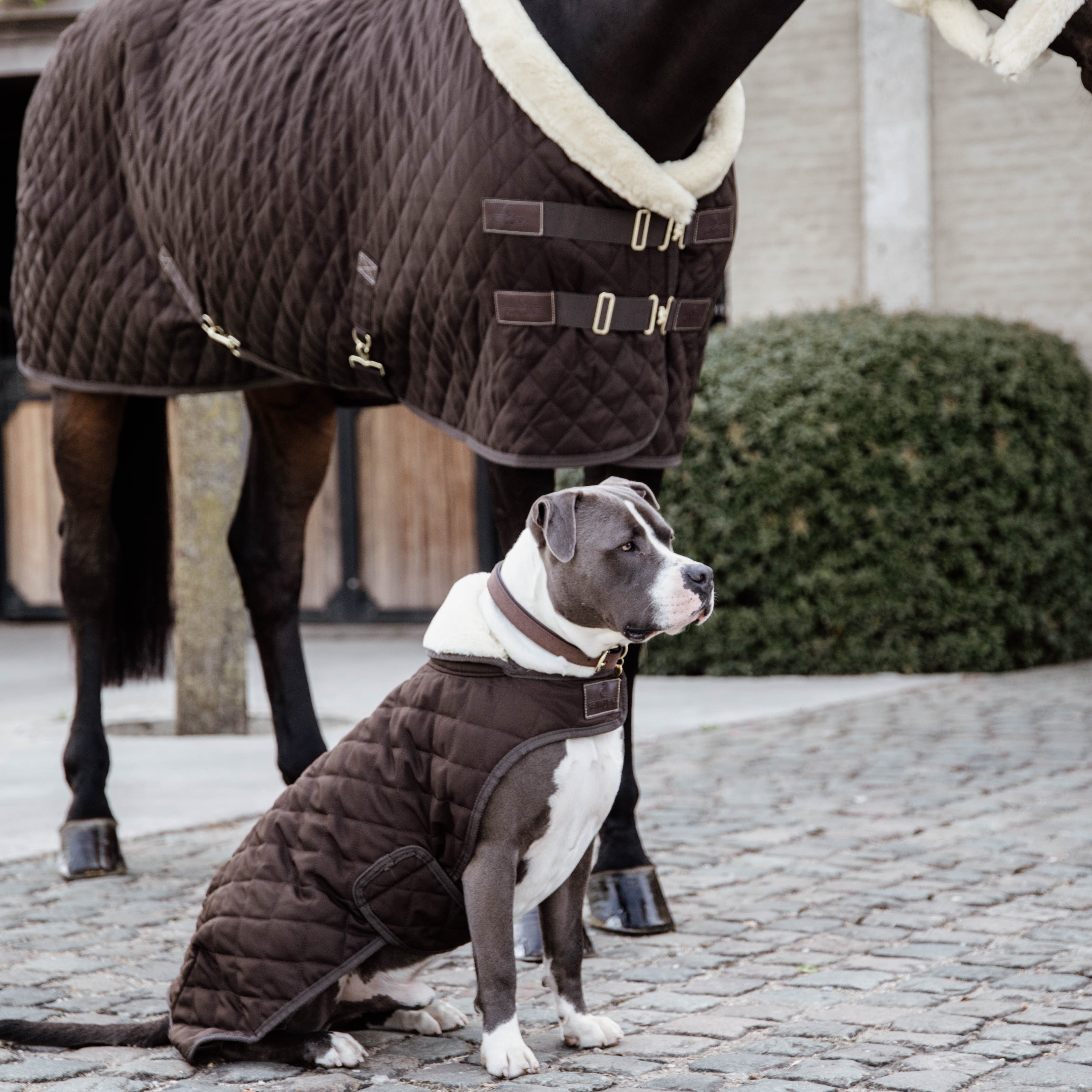Hundemantel Original SM