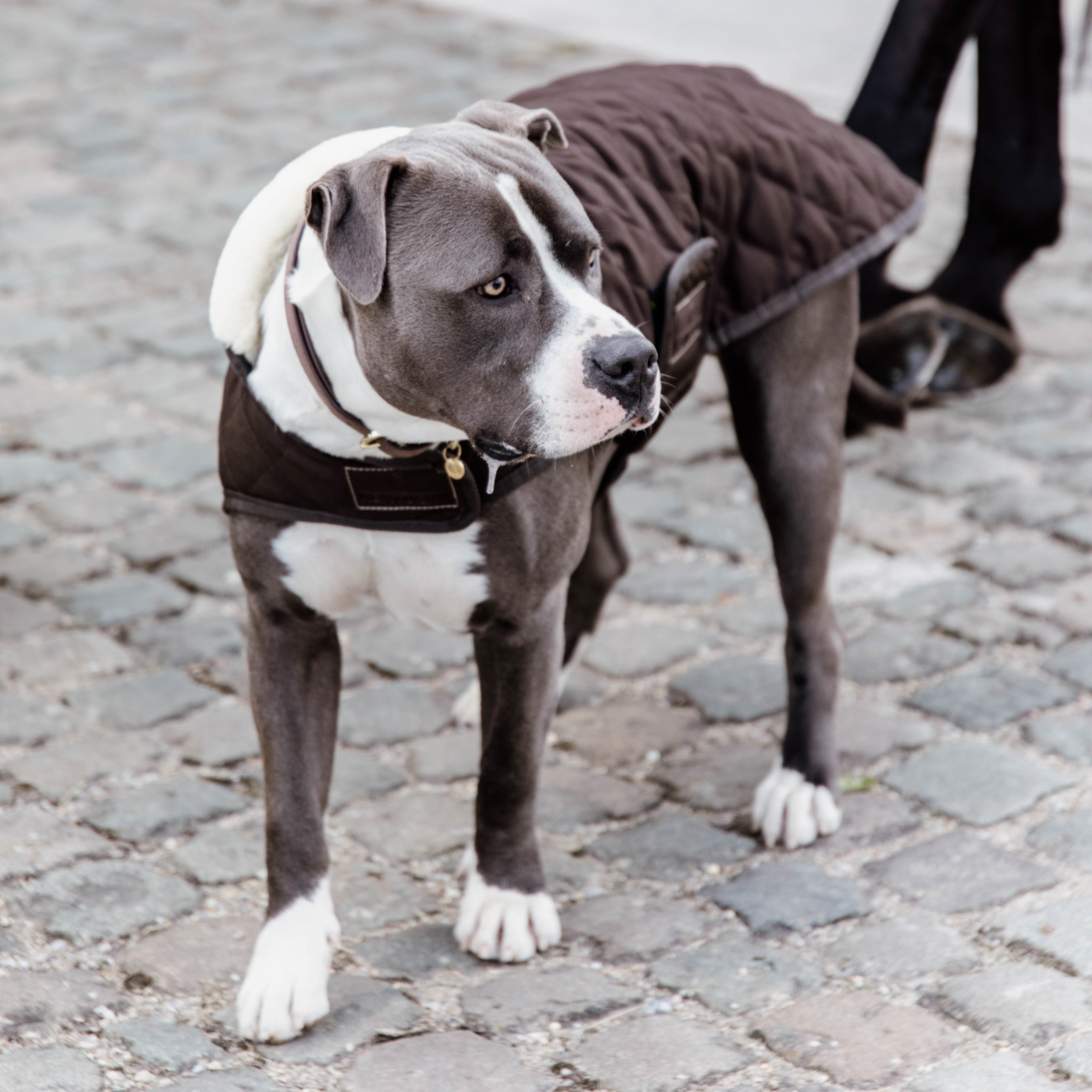 Hundemantel Original DH