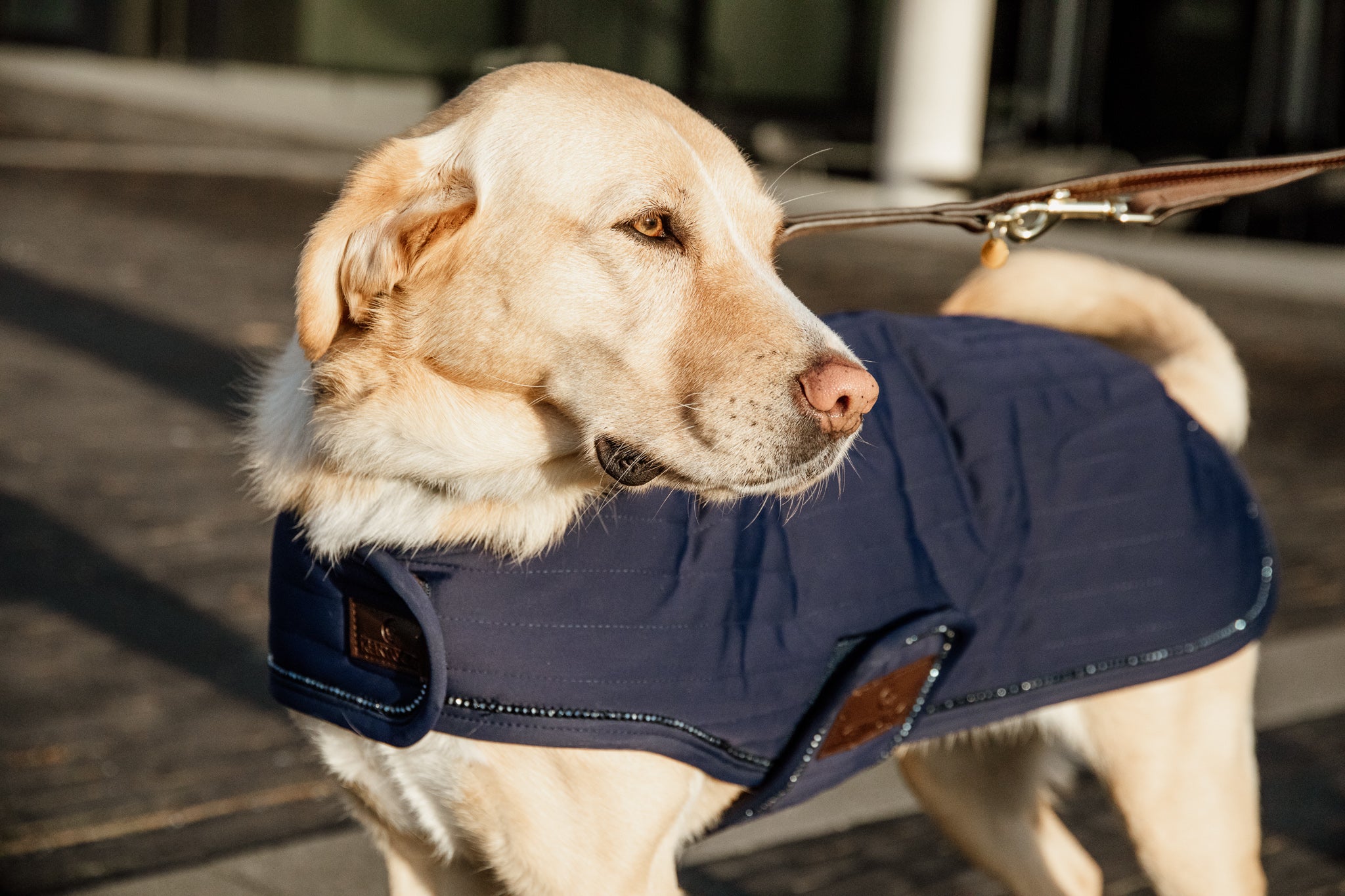 Hundemantel Perlen