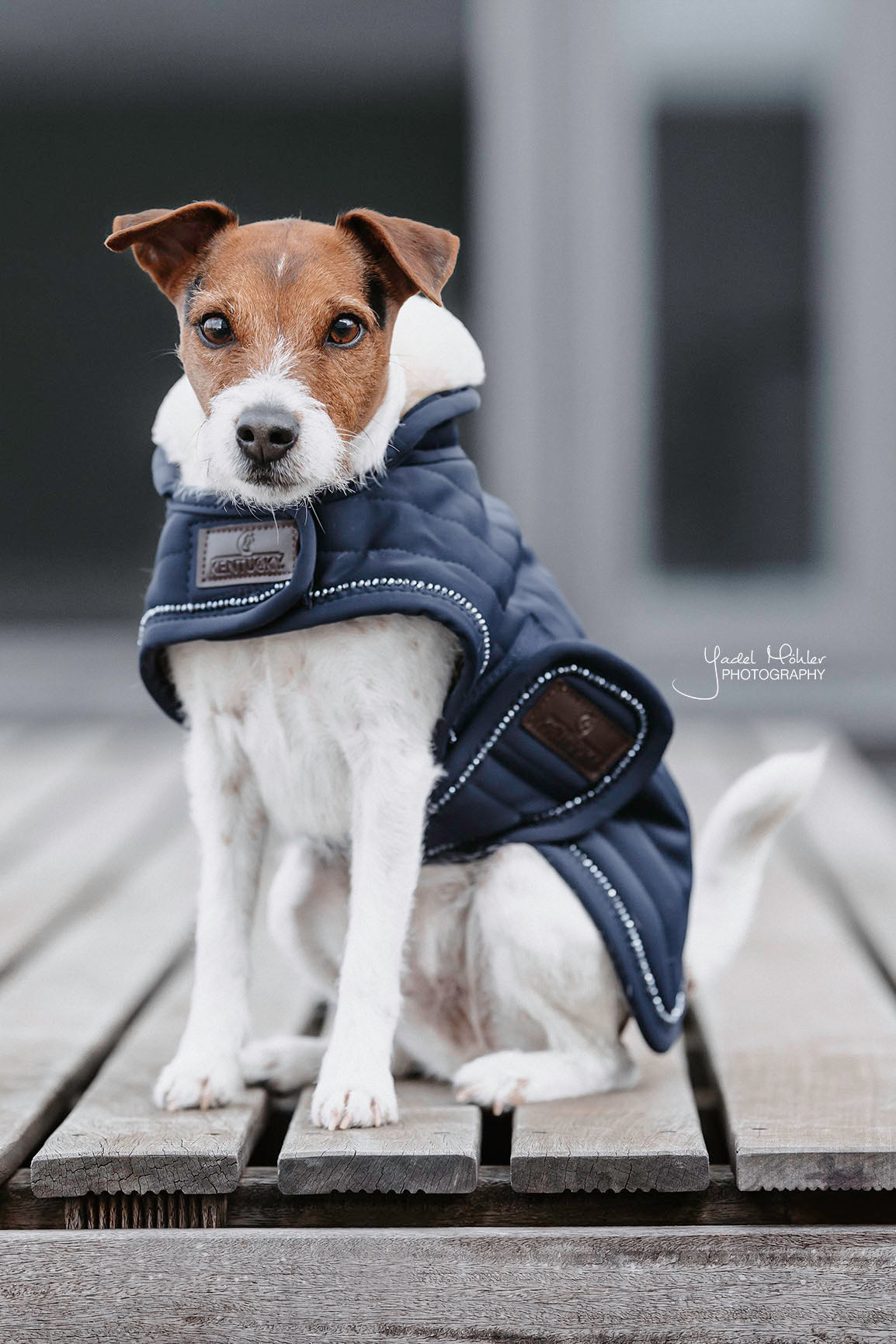 Hundemantel Perlen