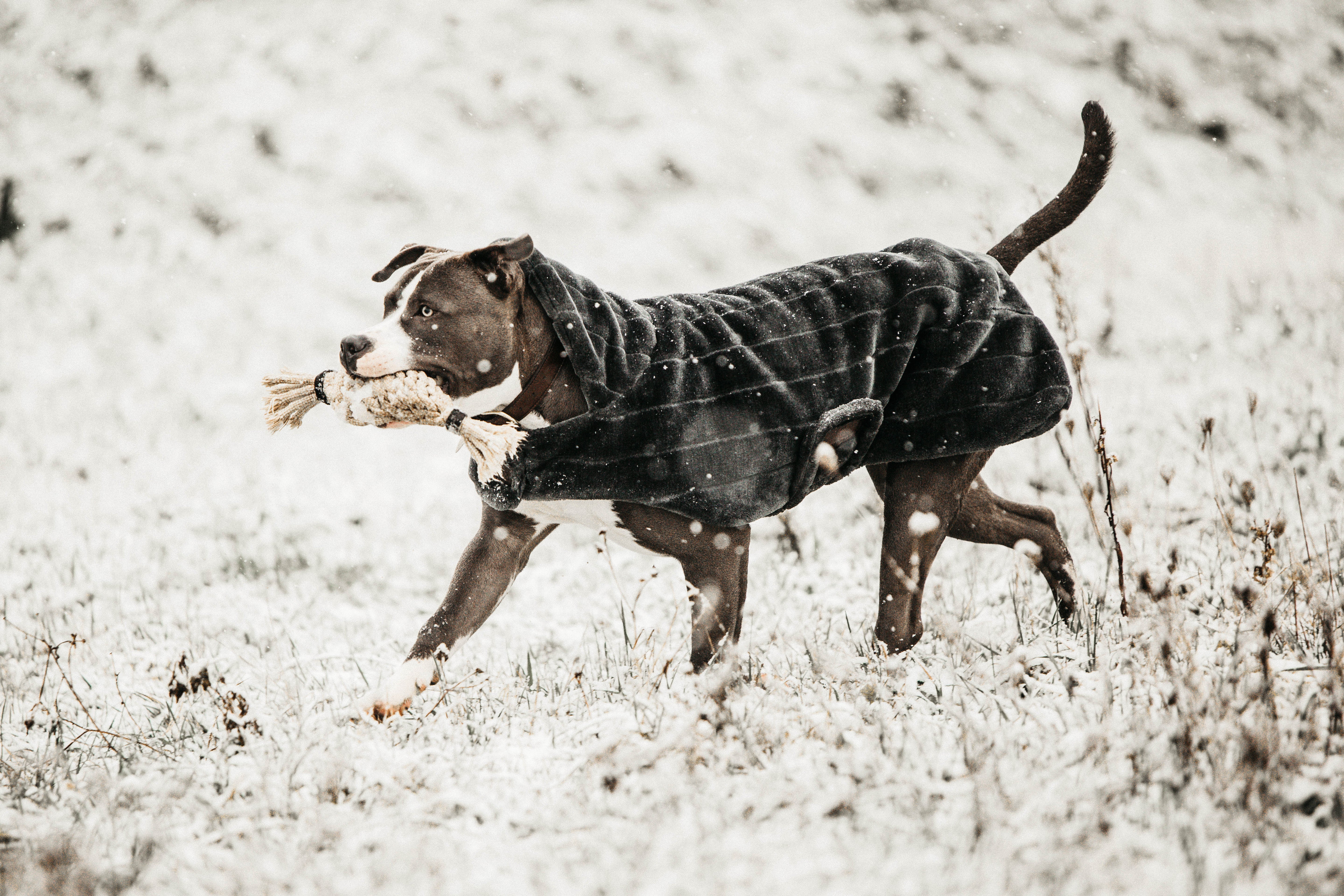 Hundemantel Fake Fur L