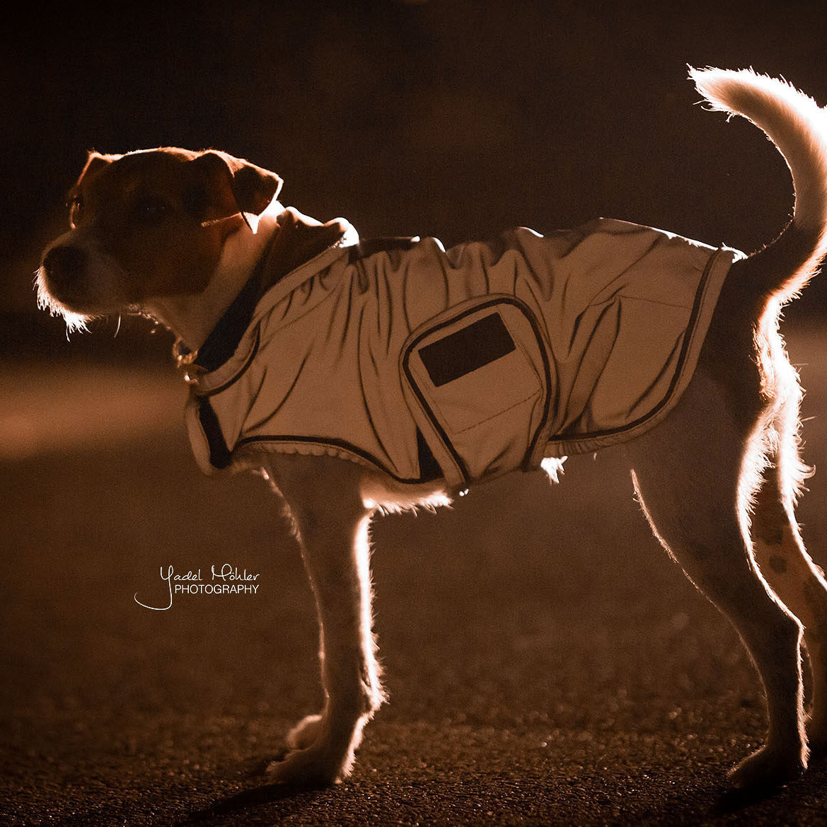 Hundemantel Reflektierend & Water Repellent SM