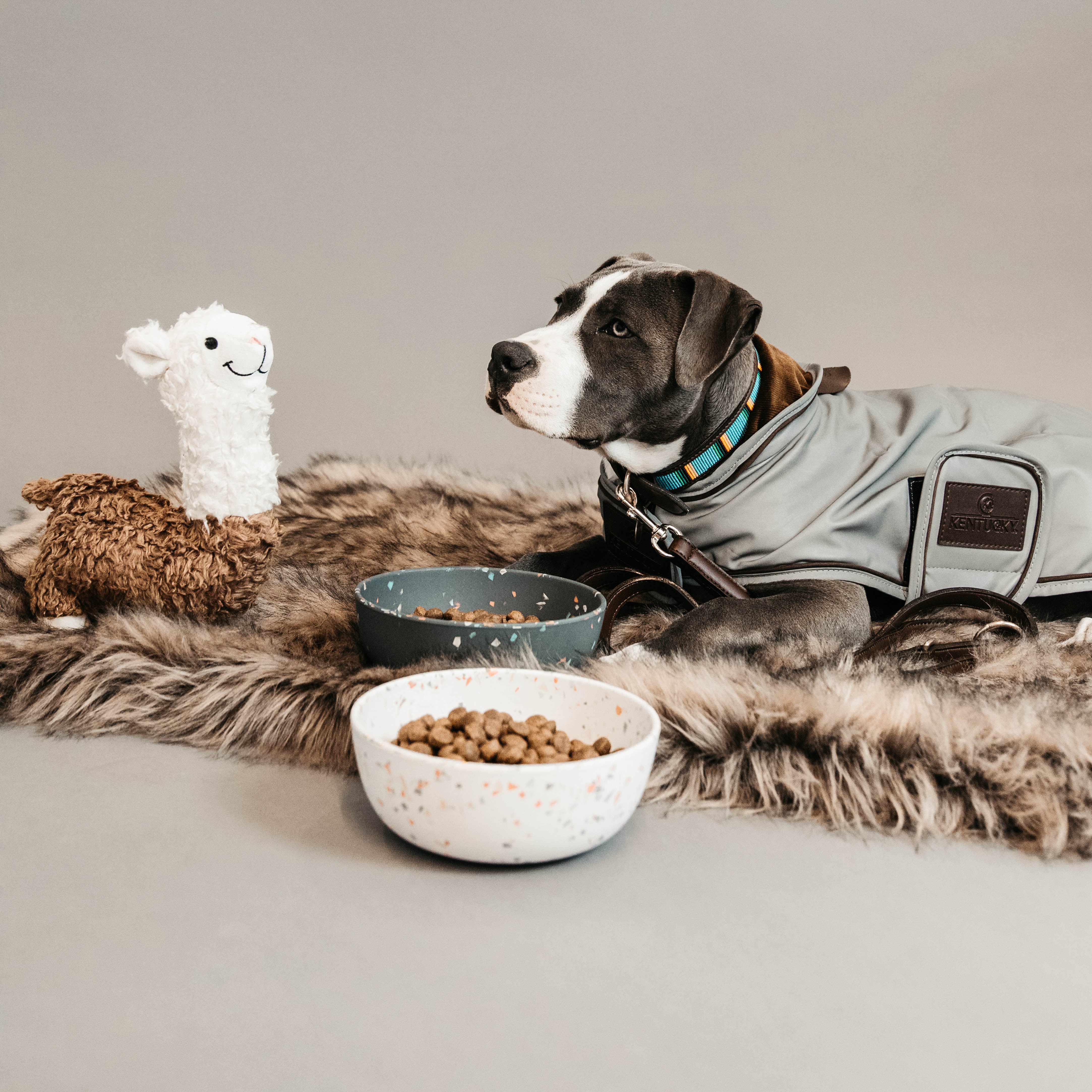 Hundemantel Reflektierend & Water Repellent