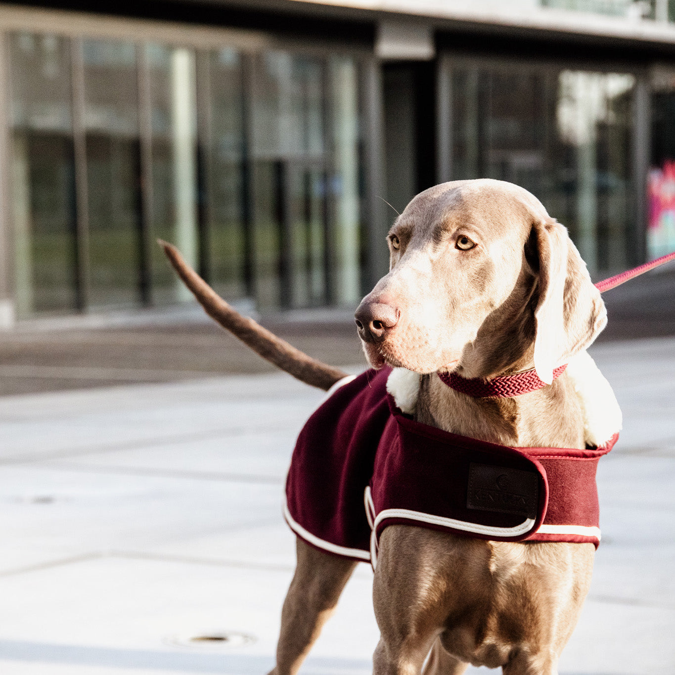 Hundemantel Schwer Fleece L56cm