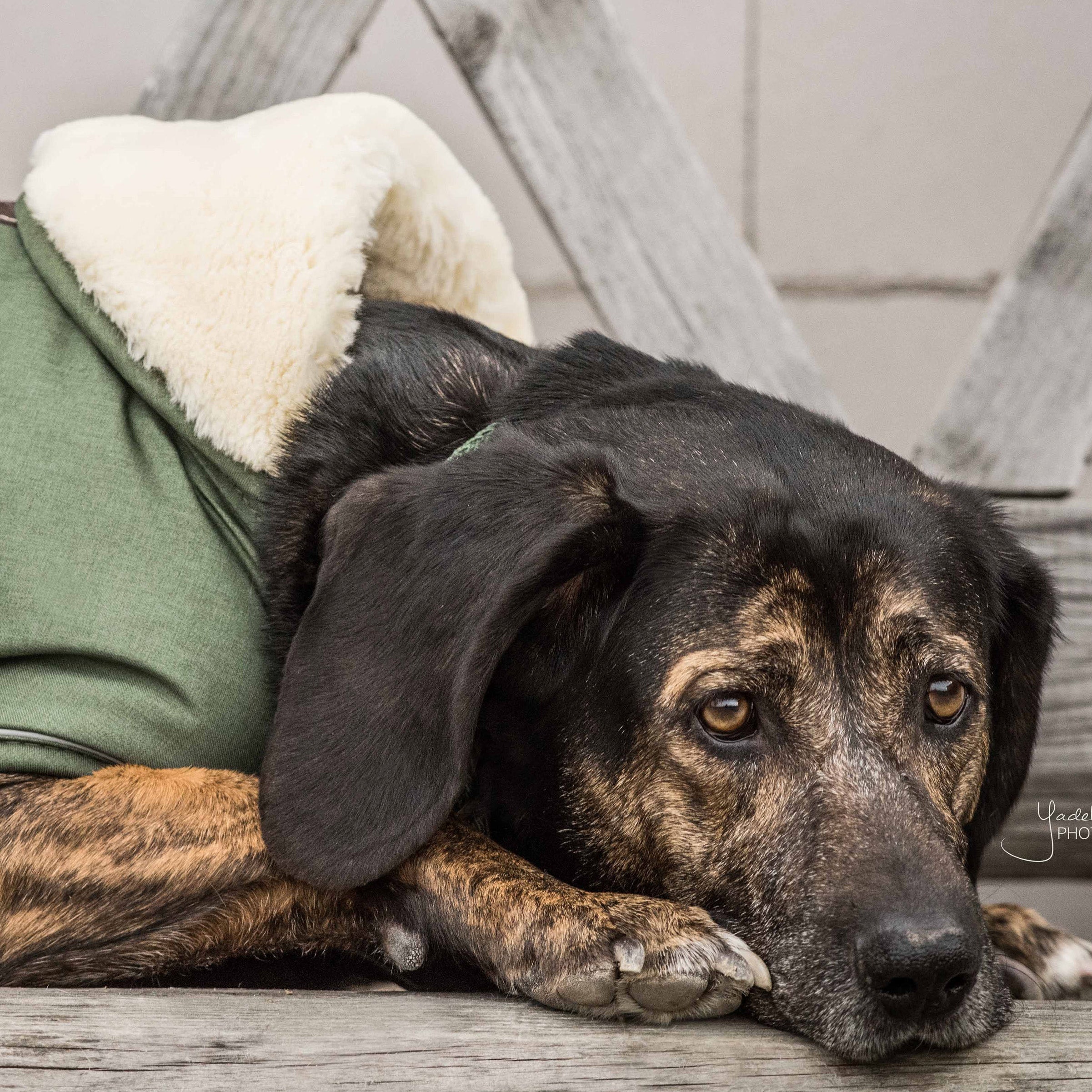Hundemantel Wasserdicht Extra 62