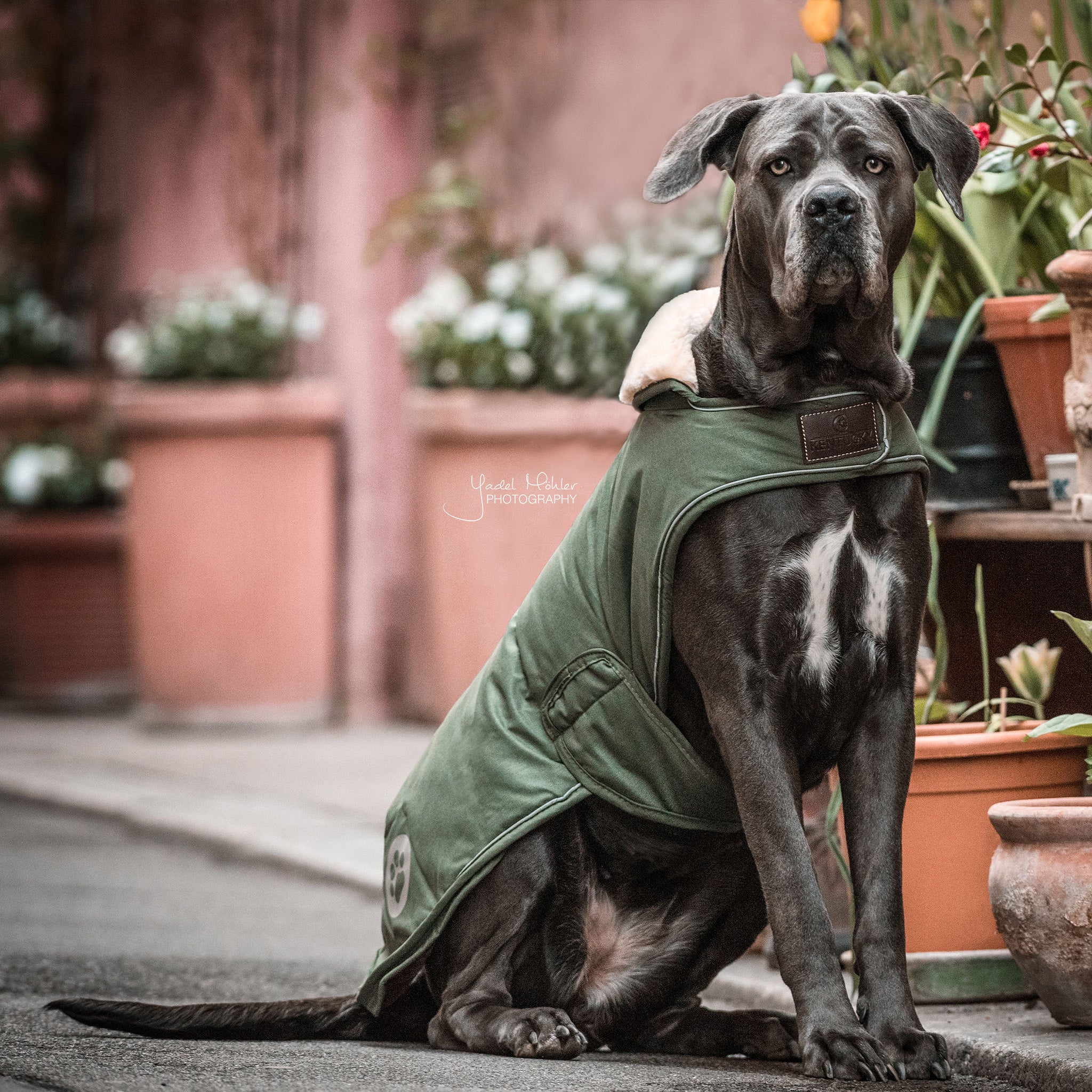 Hundemantel Wasserdicht 76