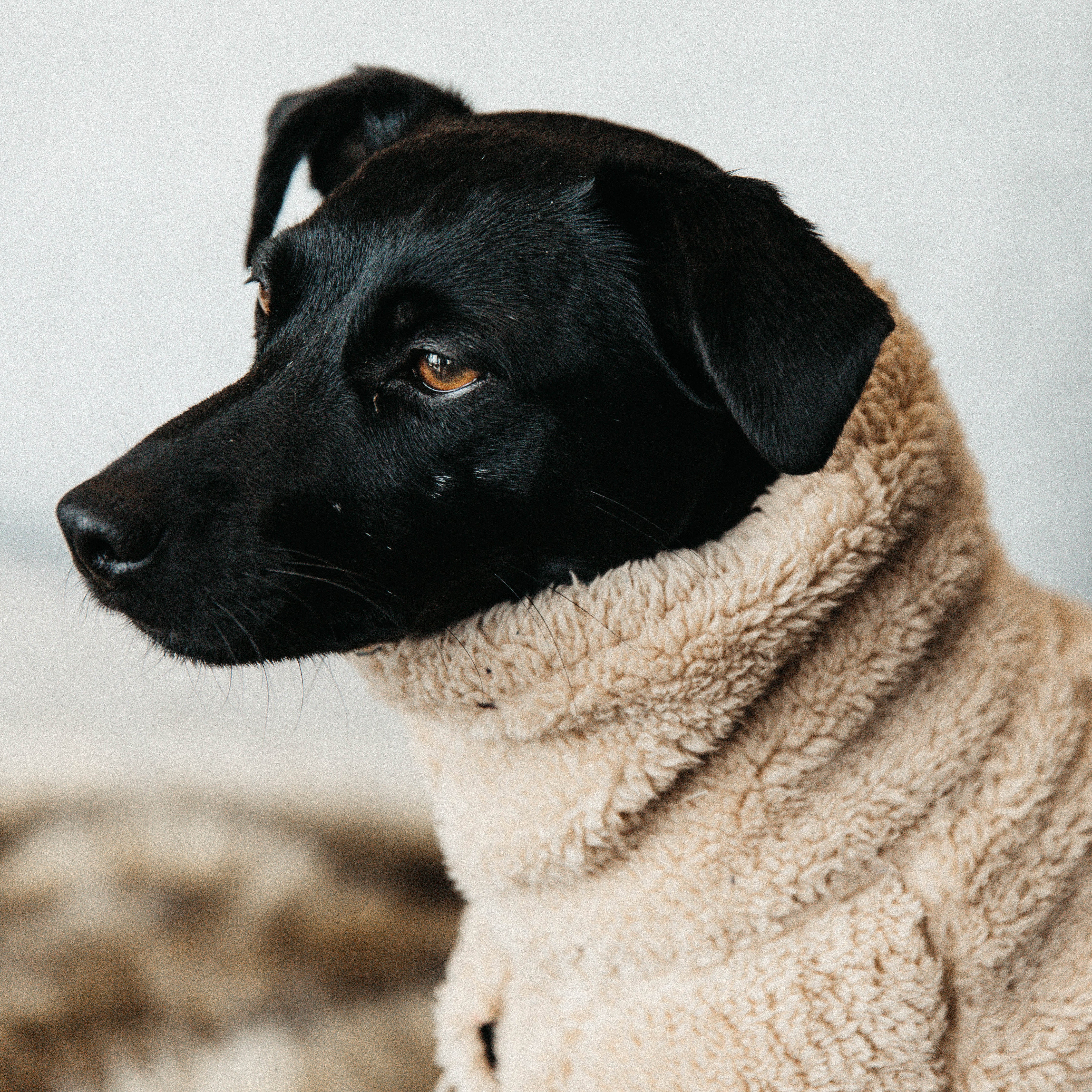 Dog Sweater Teddy Fleece