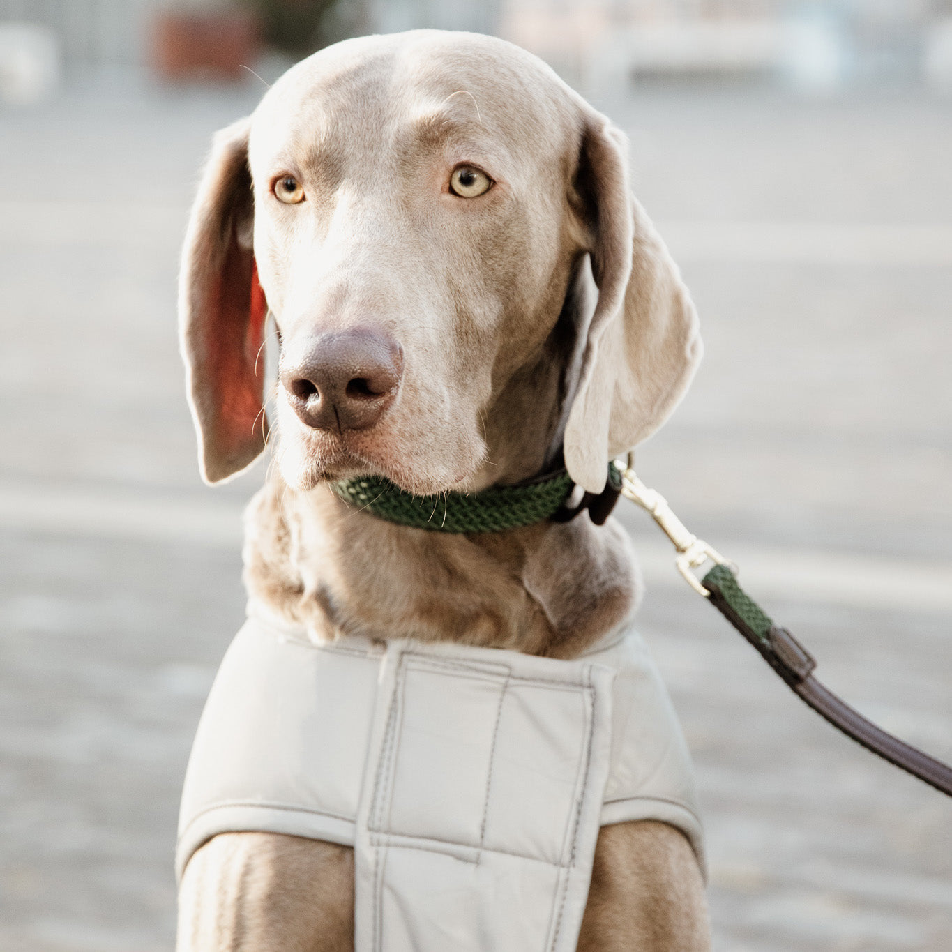 Hundemantel Reflektierend & Water Repellent Belly Cover Silver150g L56cm