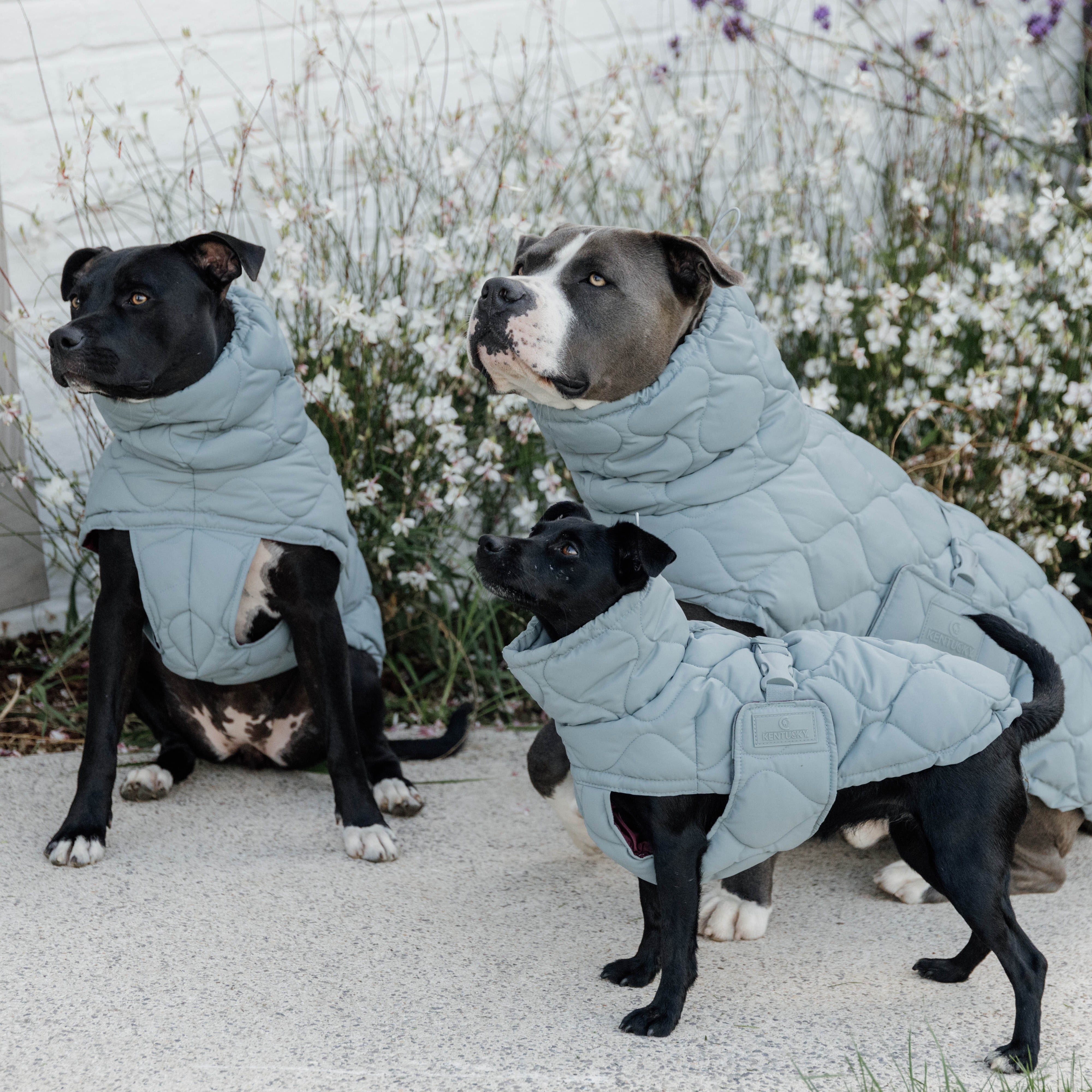 Hundemantel Winter Pina