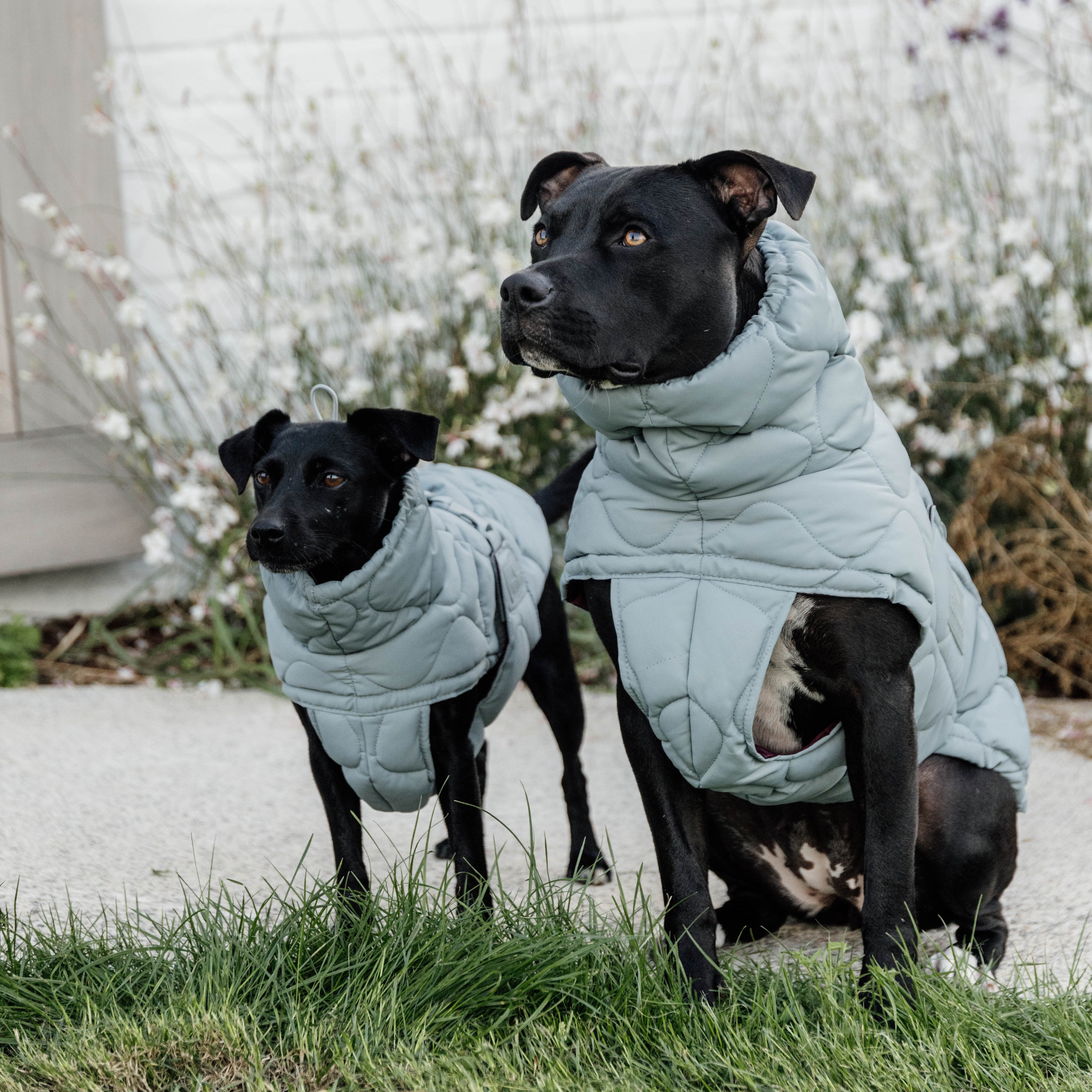 Hundemantel Winter Pina 76