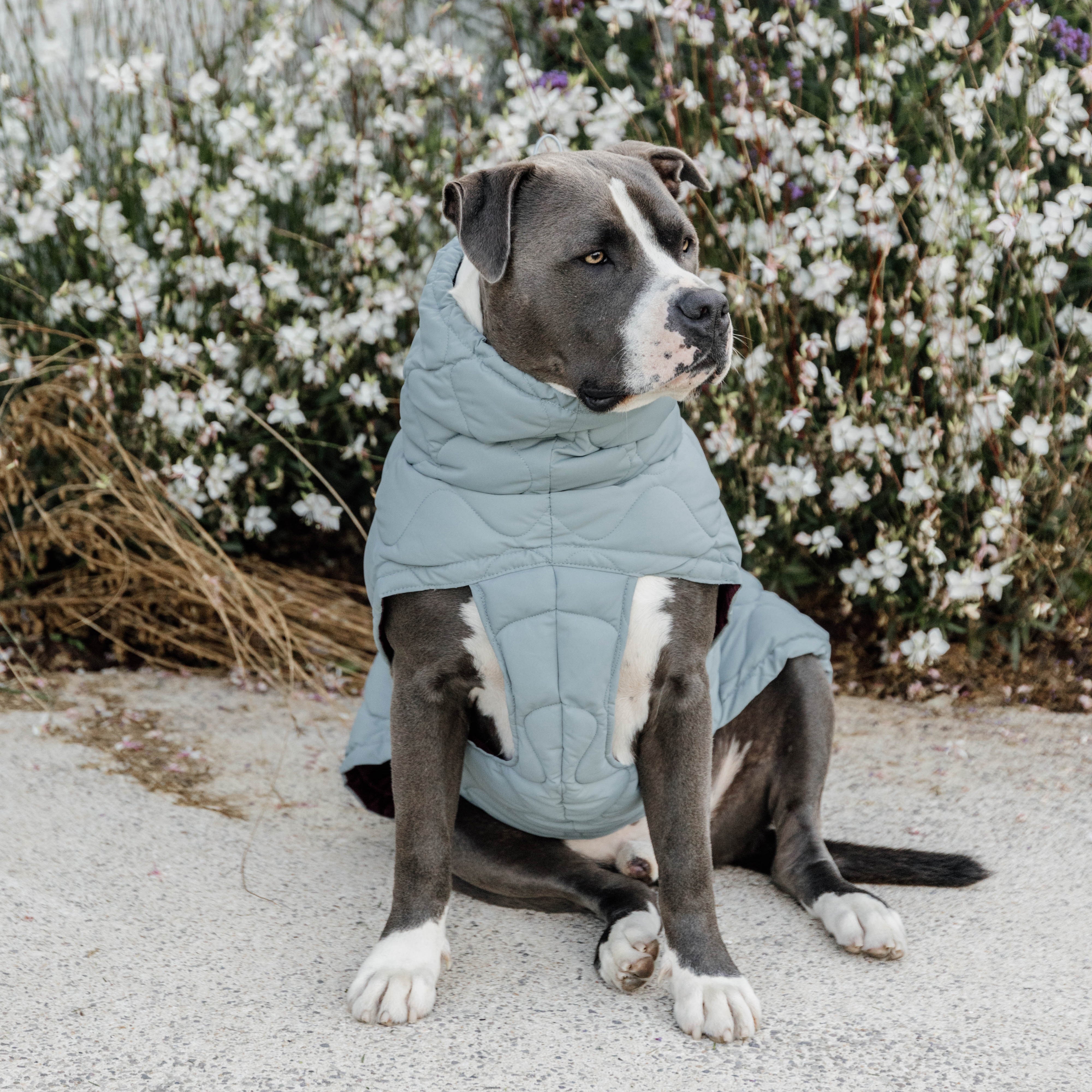 Hundemantel Winter Pina 76