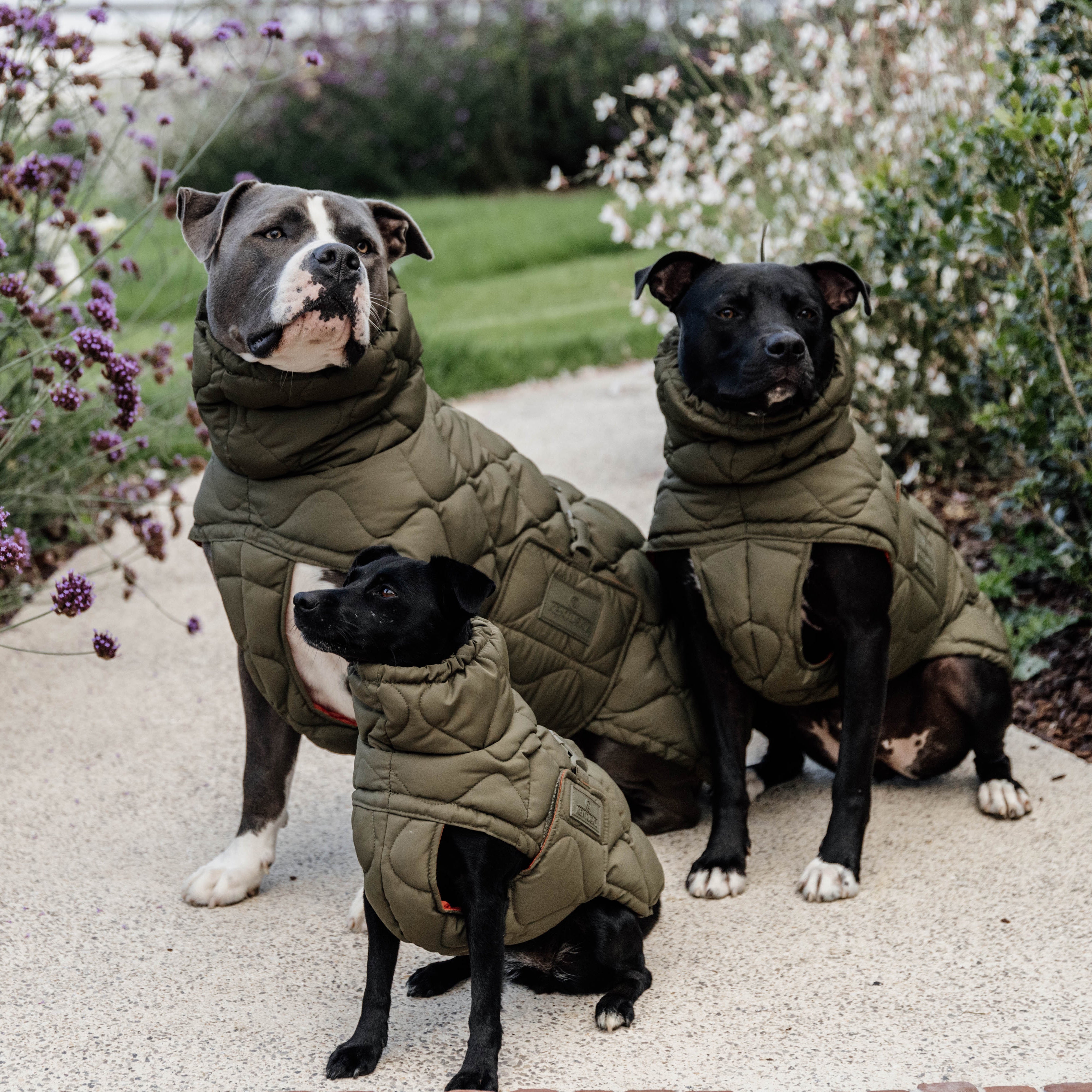 Hundemantel Winter Pina Pine Green160g   62