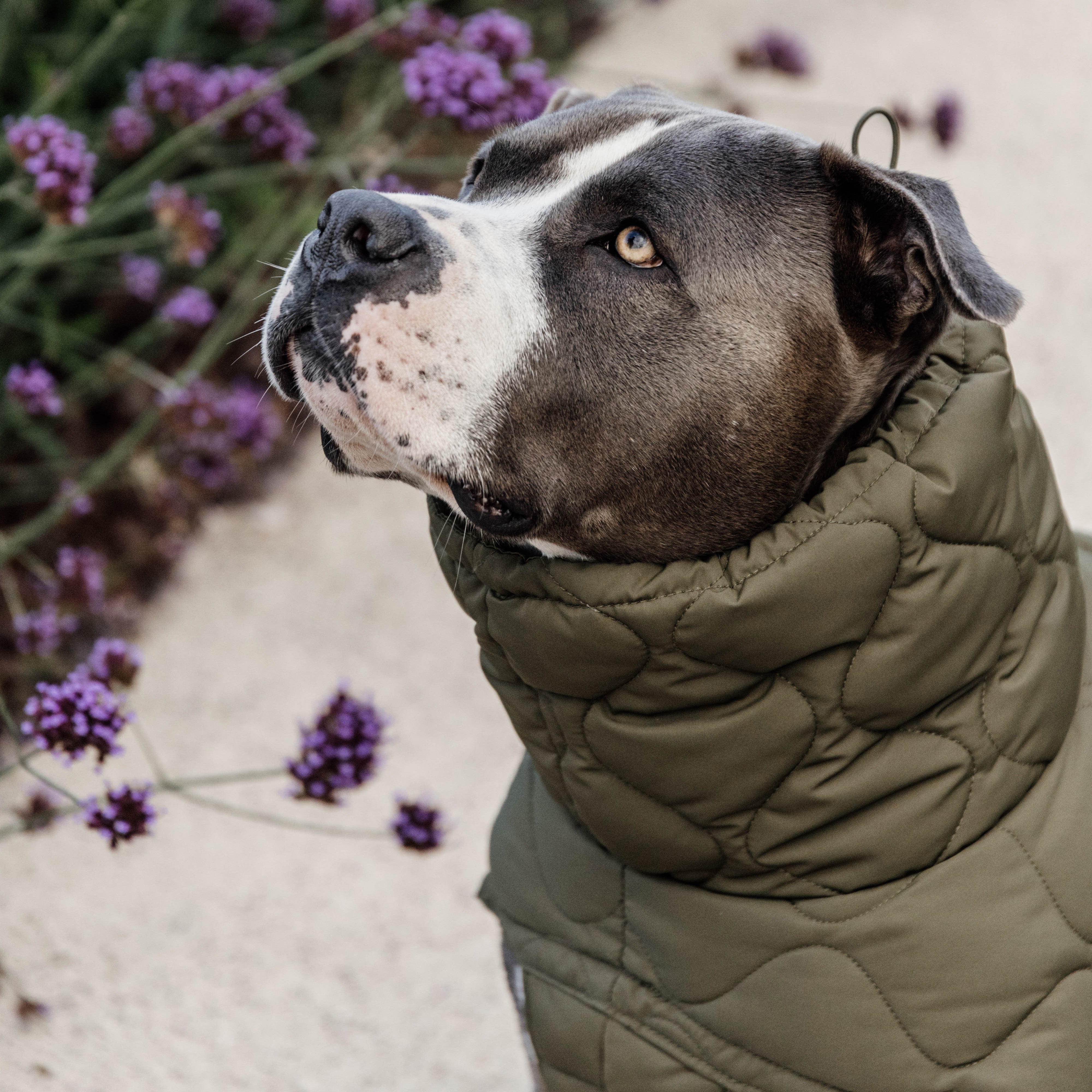 Hundemantel Winter Pina Pine Green160g 76