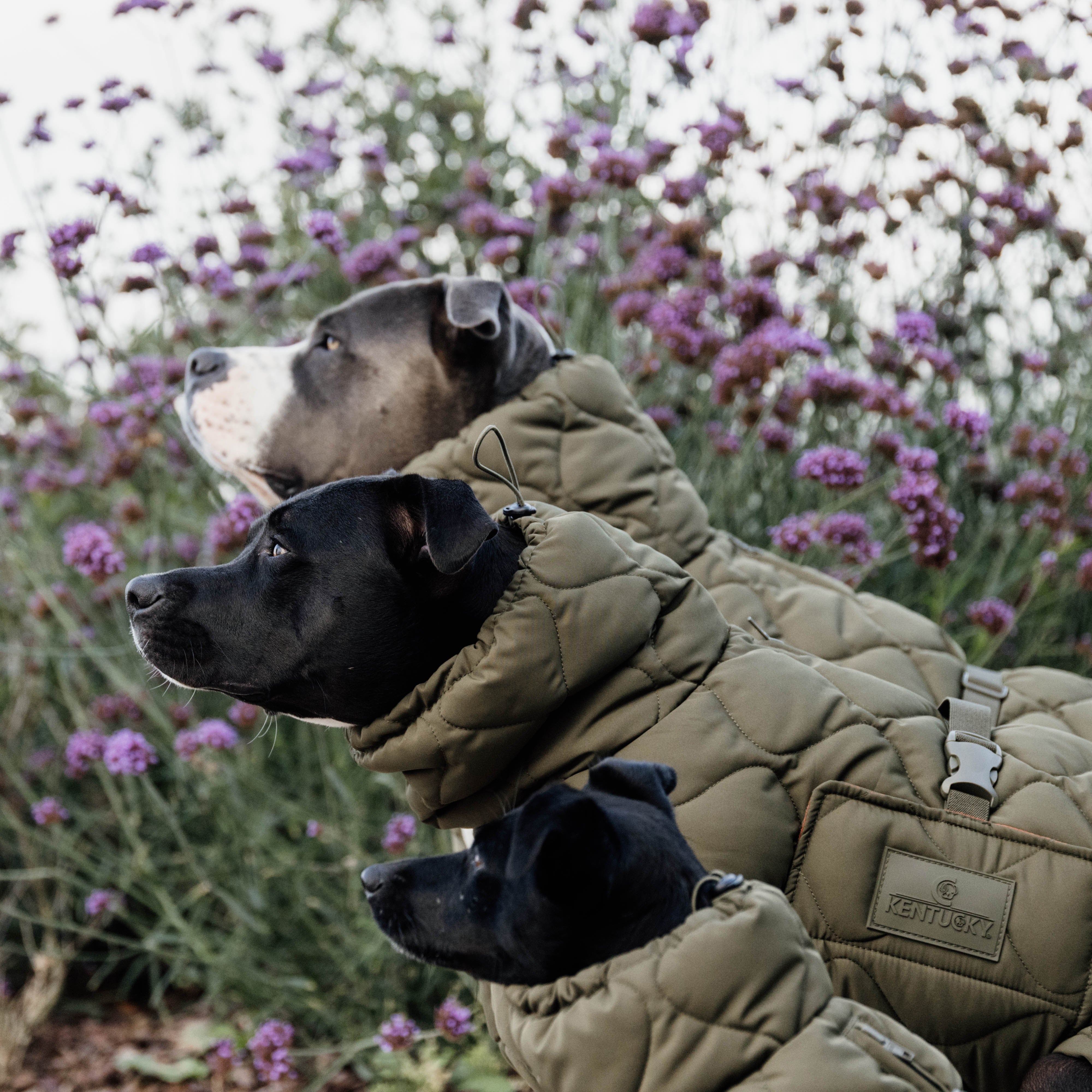 Hundemantel Winter Pina Pine Green160g   62