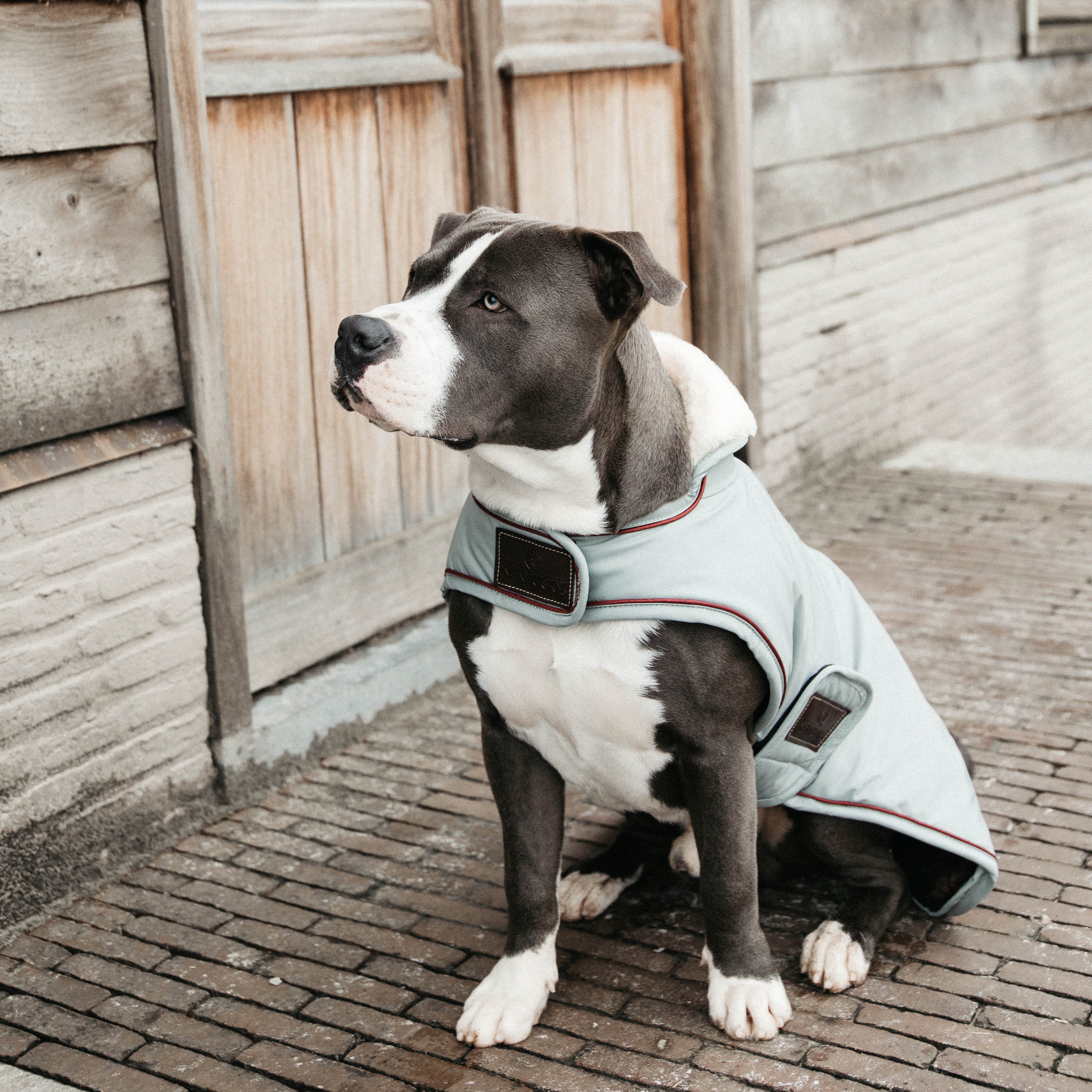 Hundemantel Wasserdicht DH