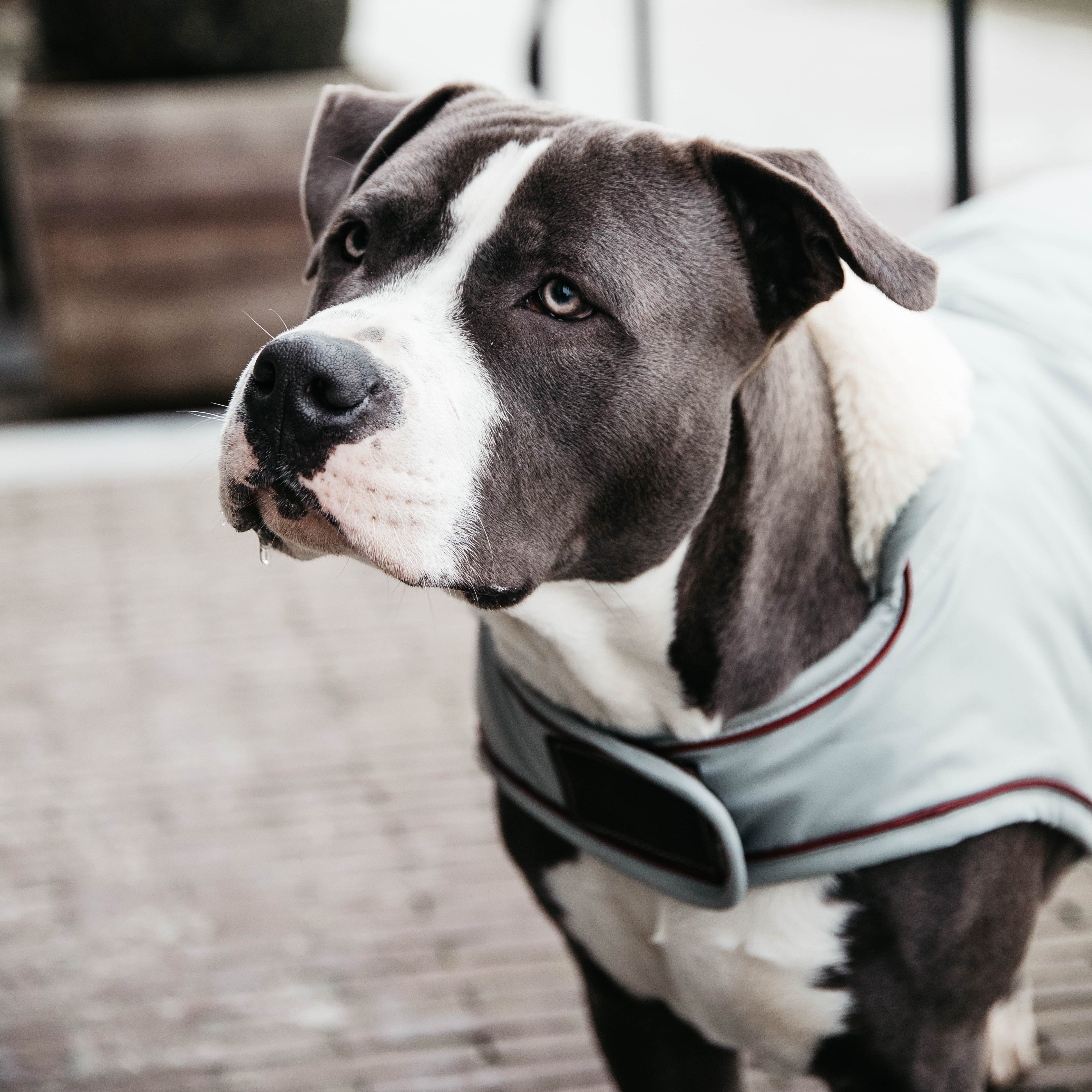 Hundemantel Wasserdicht SM