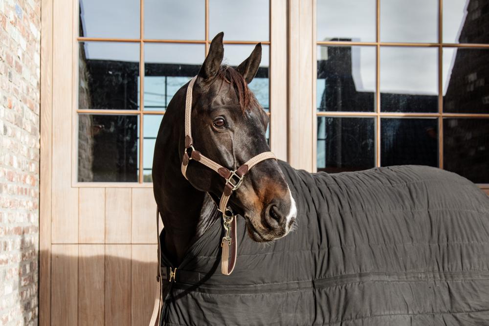 Halfter Plaited Nylon - Kentucky Horsewear