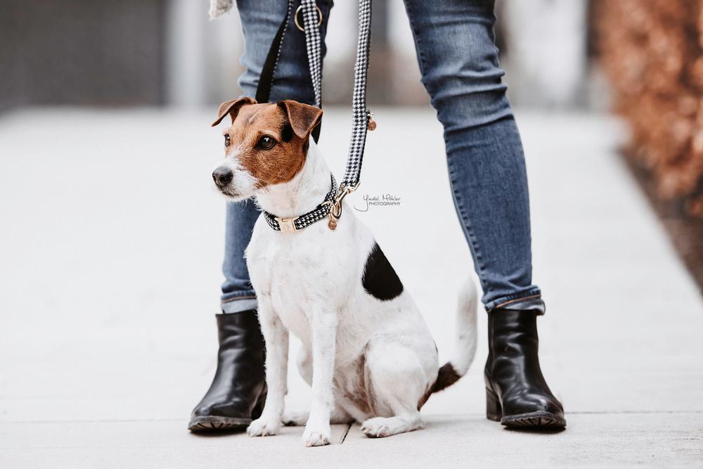 Hundeleine Pied De Poule - Kentucky Dogwear