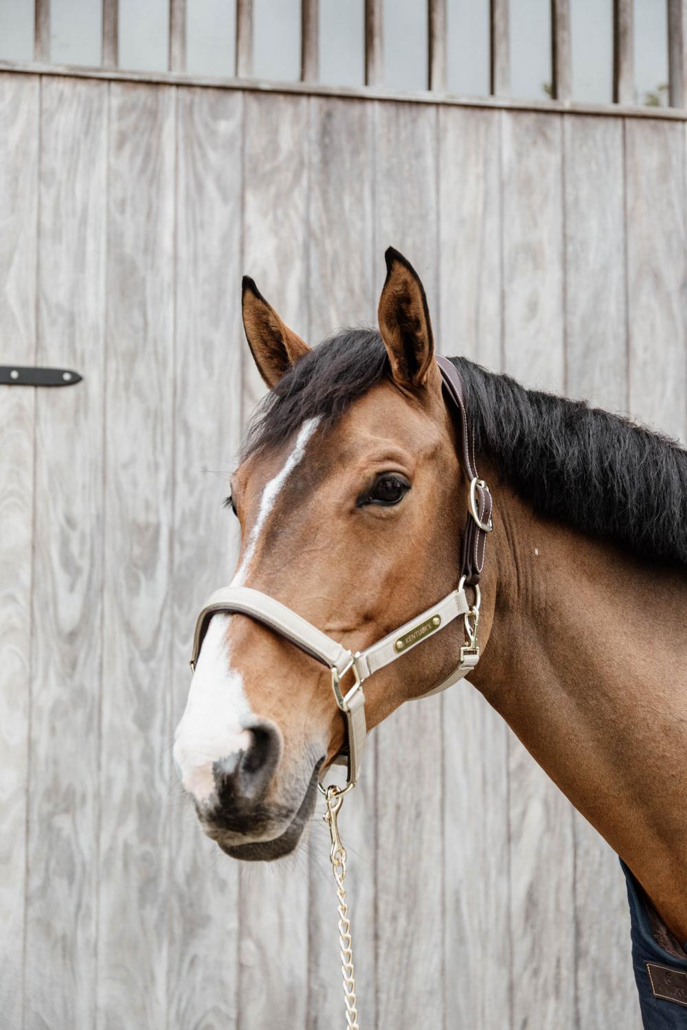 Anatomisch Nylon Halfter - Kentucky Horsewear