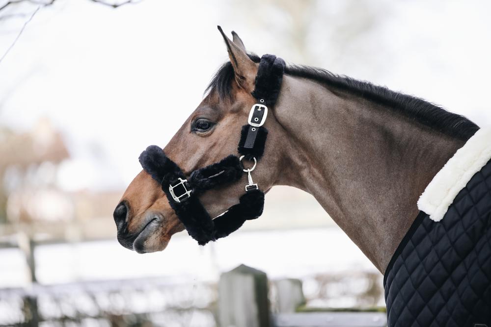 Lamfell Transport Halfter - Kentucky Horsewear