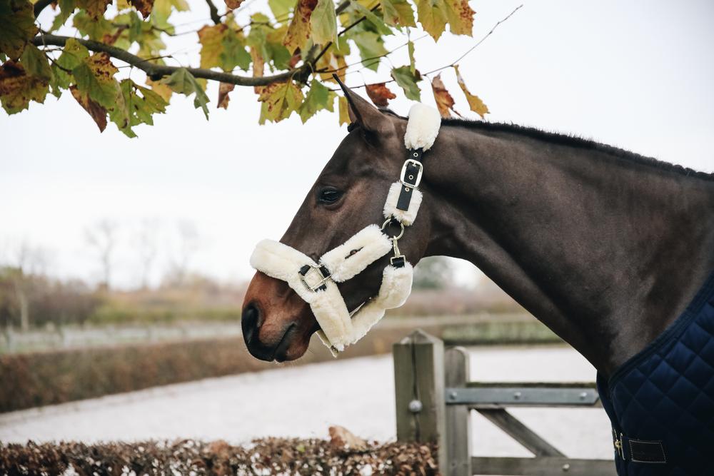 Lamfell Transport Halfter - Kentucky Horsewear
