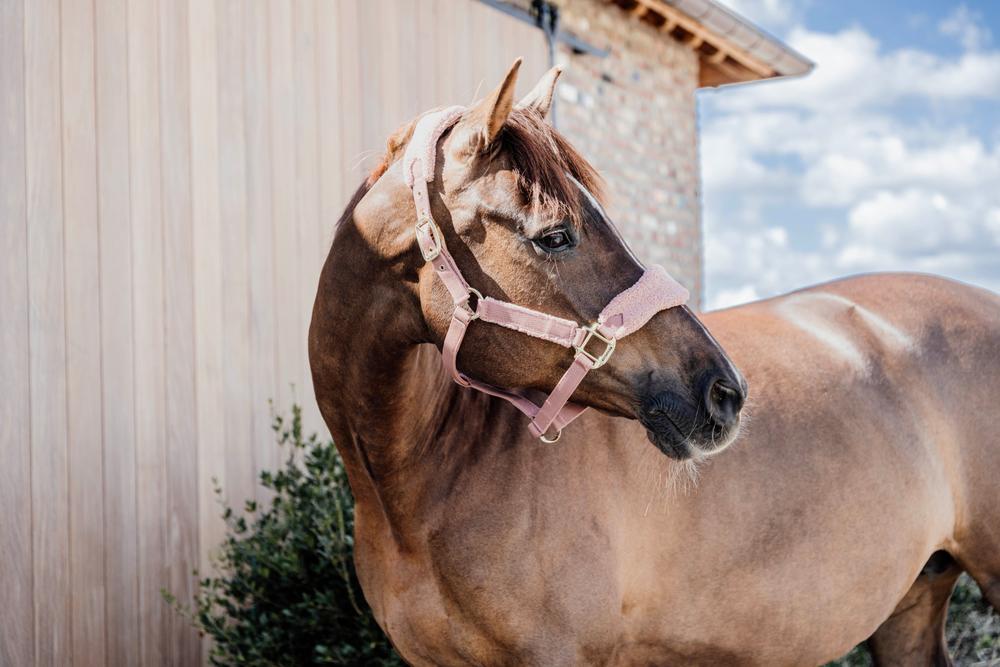 Teddy Fleece Halfter - Kentucky Horsewear