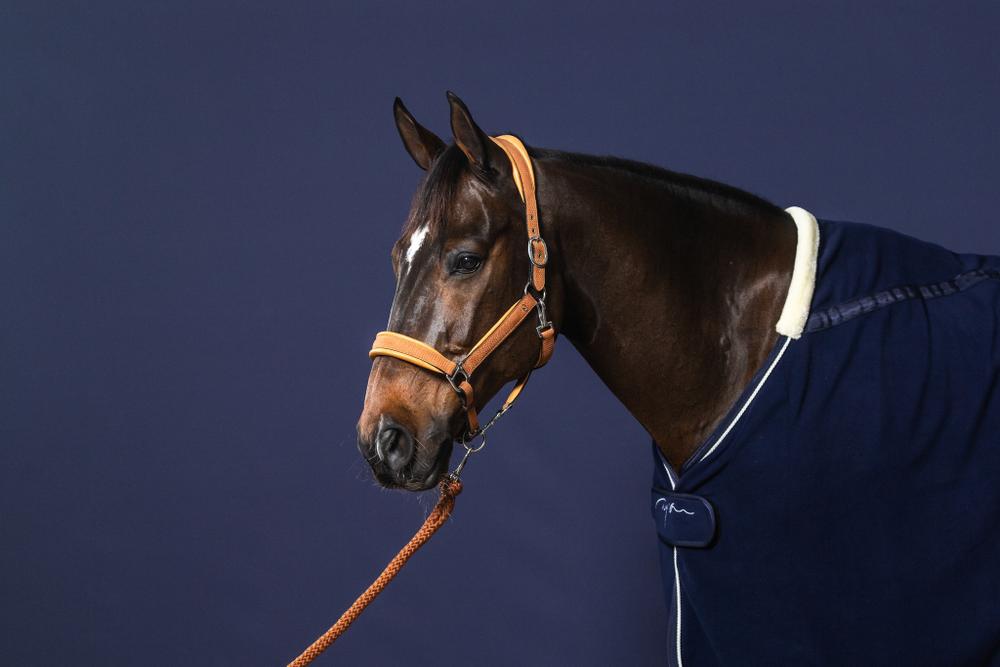 Führstrick mit abnehmbarem Karabiner - NEW ENGLISH Collection