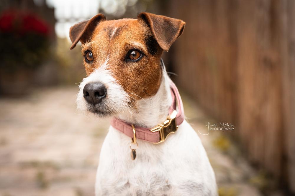 Hundehalsband Velvet - Kentucky Dogwear