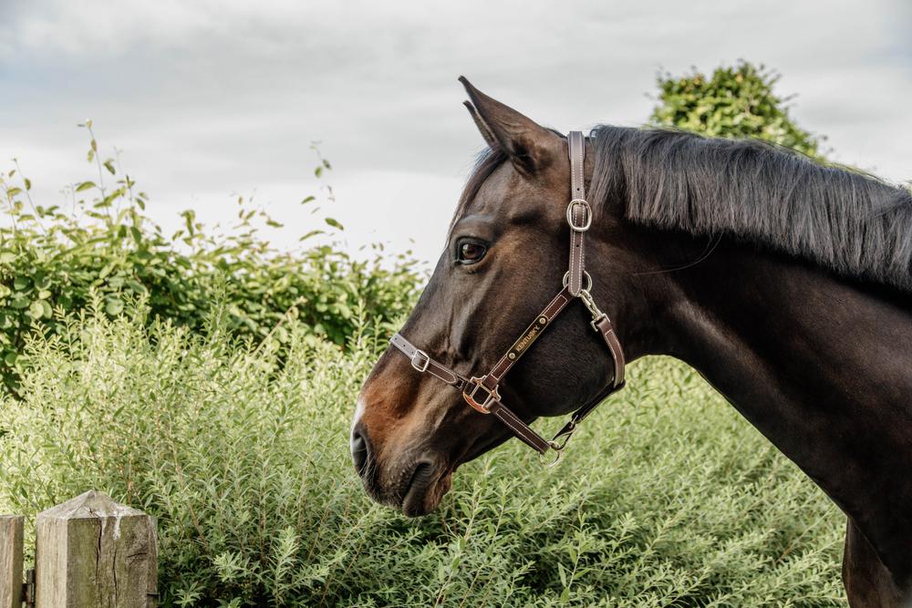 Lederhalfter Flexibel - Kentucky Horsewear