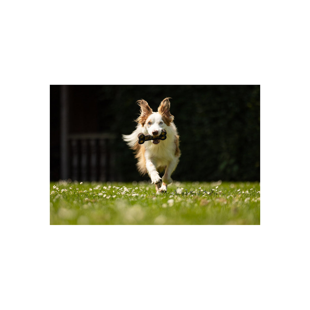 BR Hundespielknochen