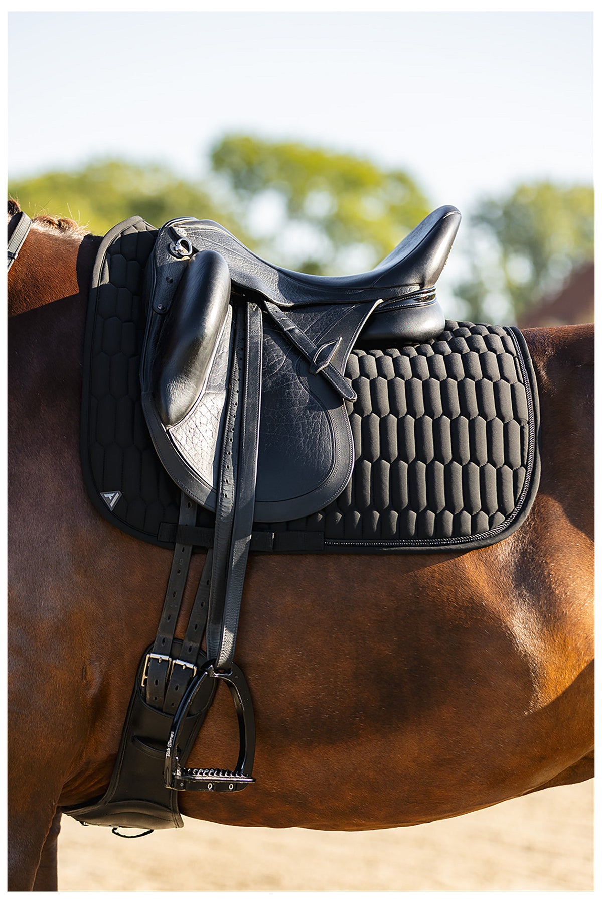 ANKY® Dressurschabracke Perception C-Wear XB26001