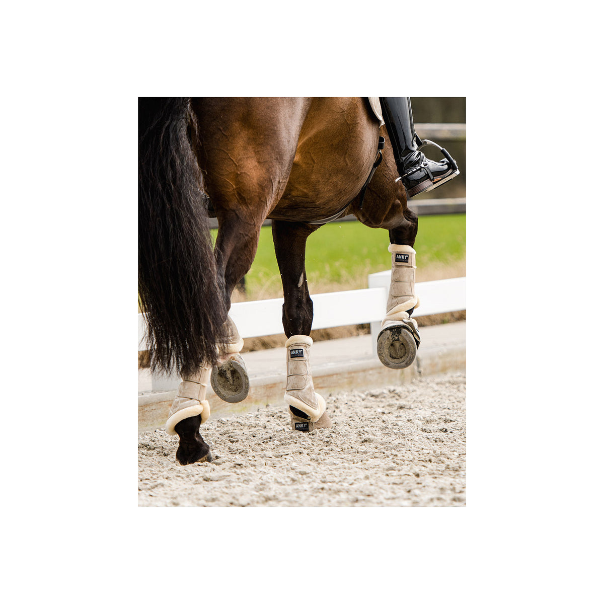 ANKY® Reitstiefel Proficient Jubilee ATB24001