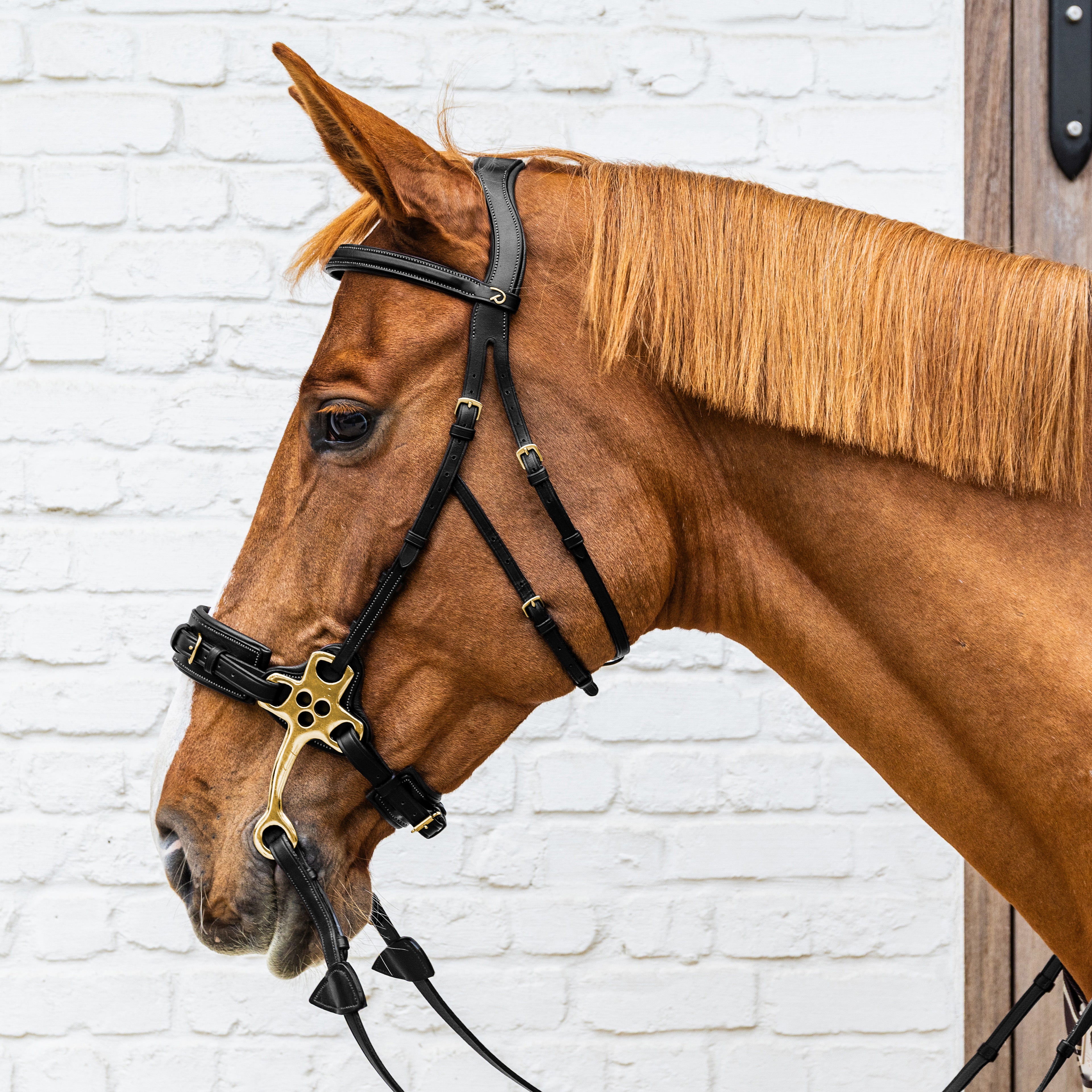 Hackamore
