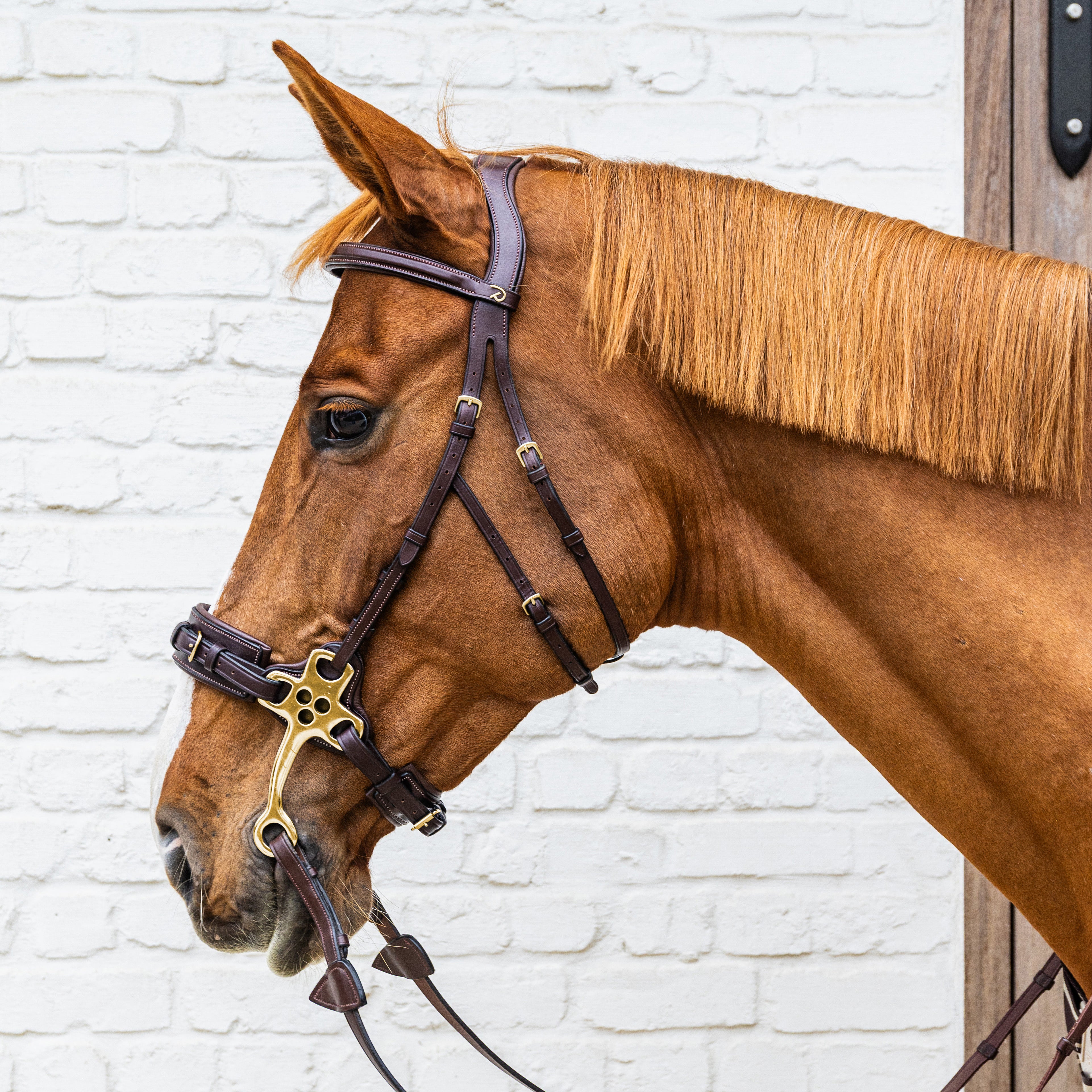 Hackamore