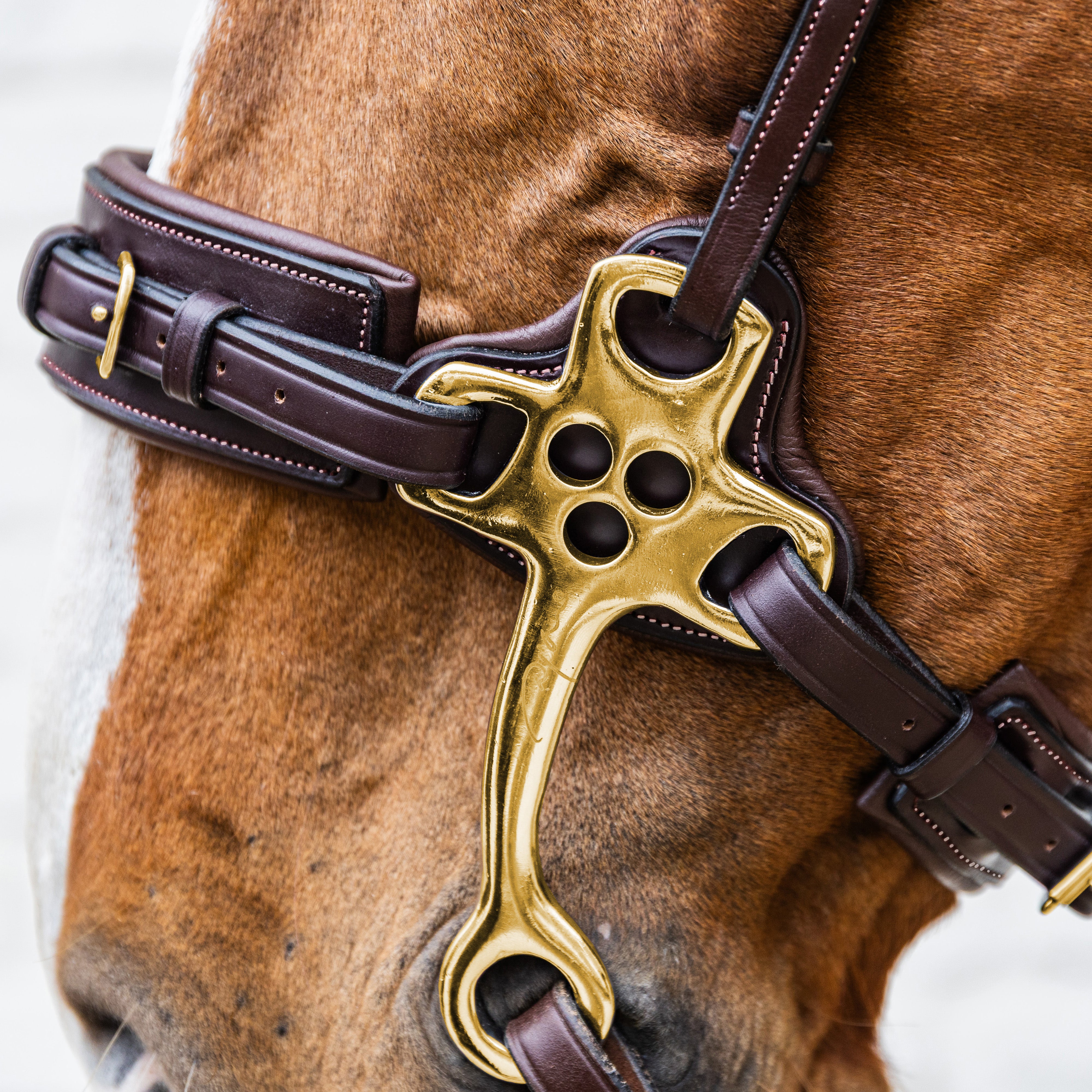 Hackamore
